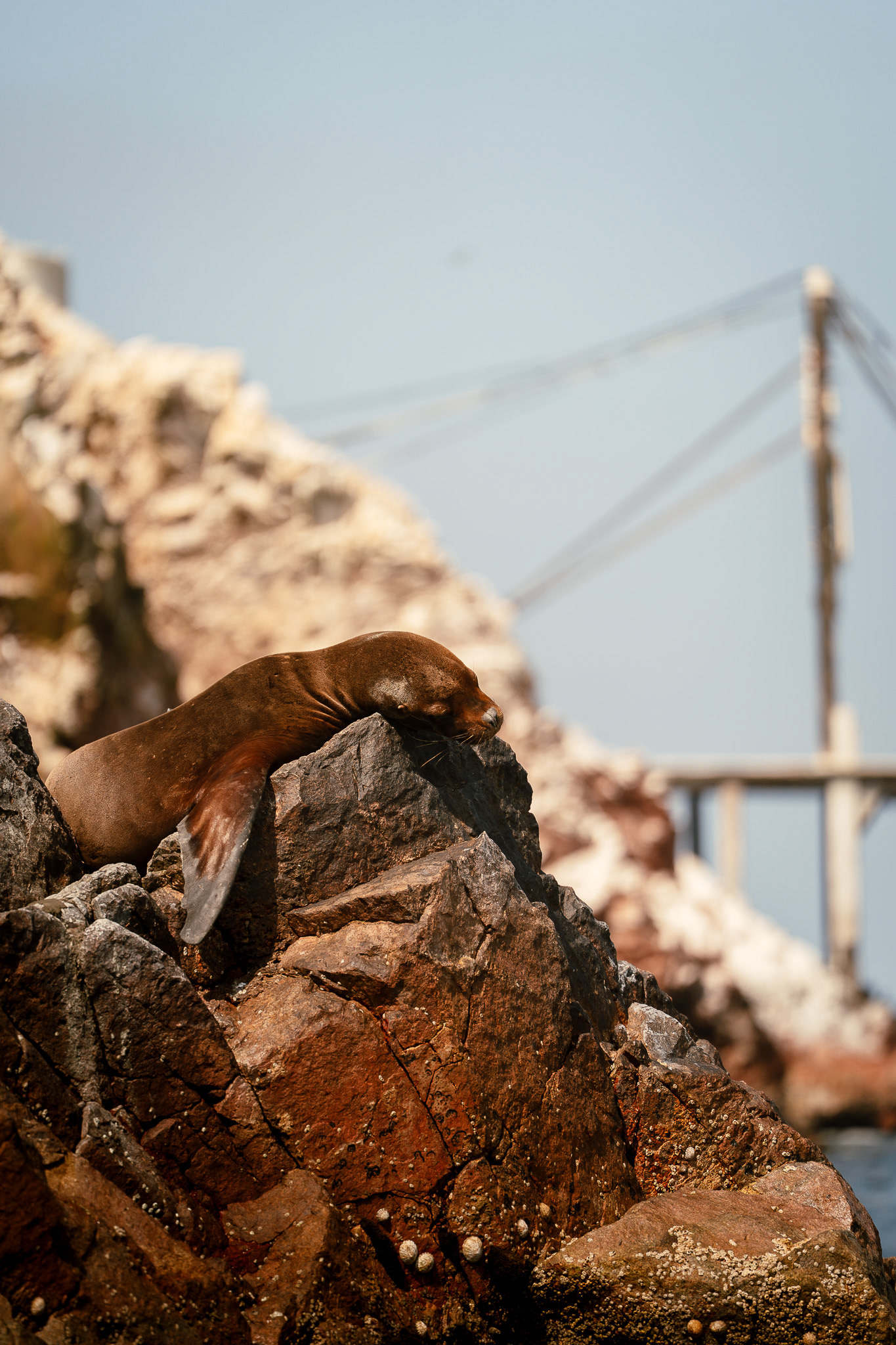 Islas Ballestas, Peru