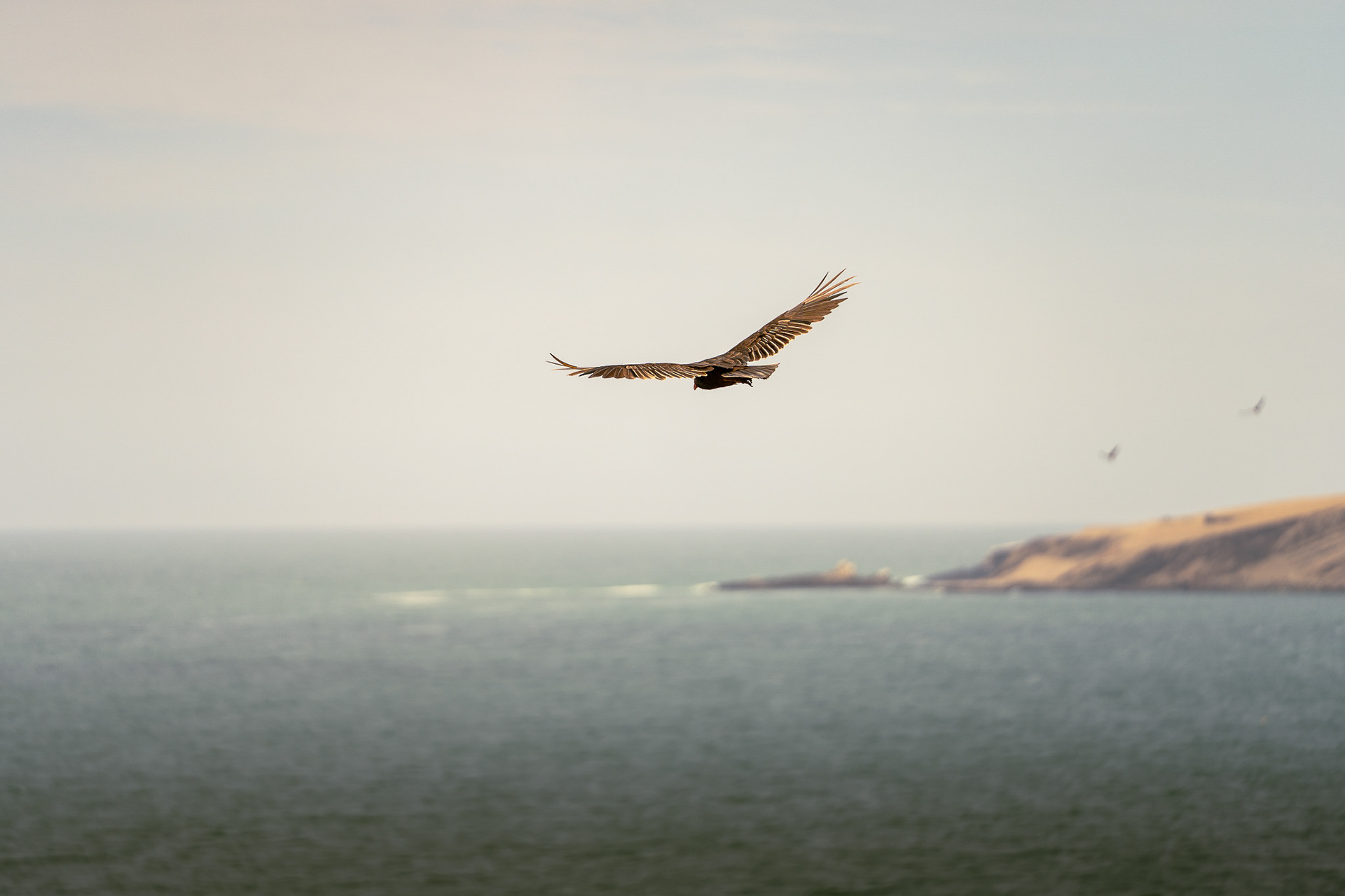 Paracas, Peru