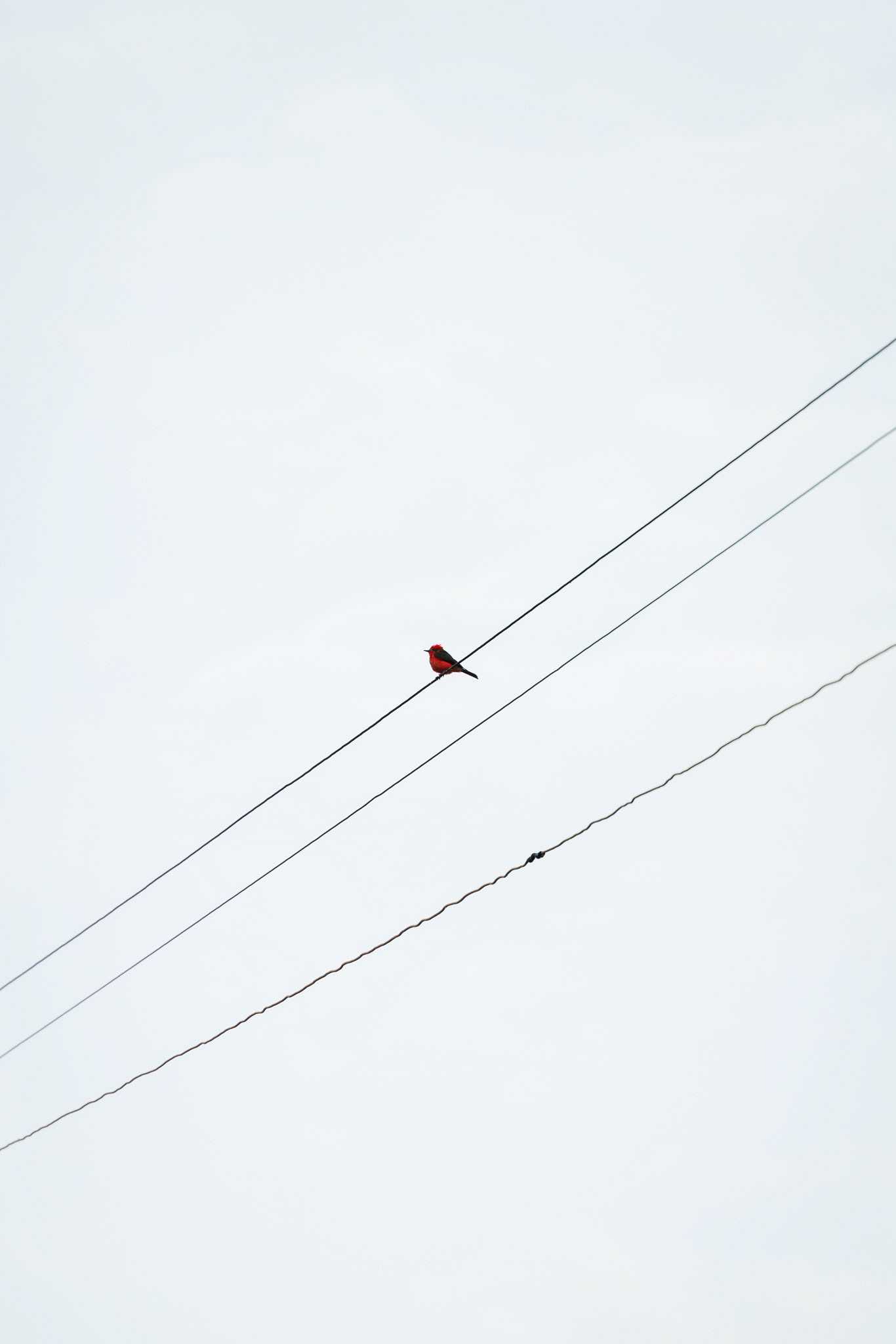 Tinco, Peru
