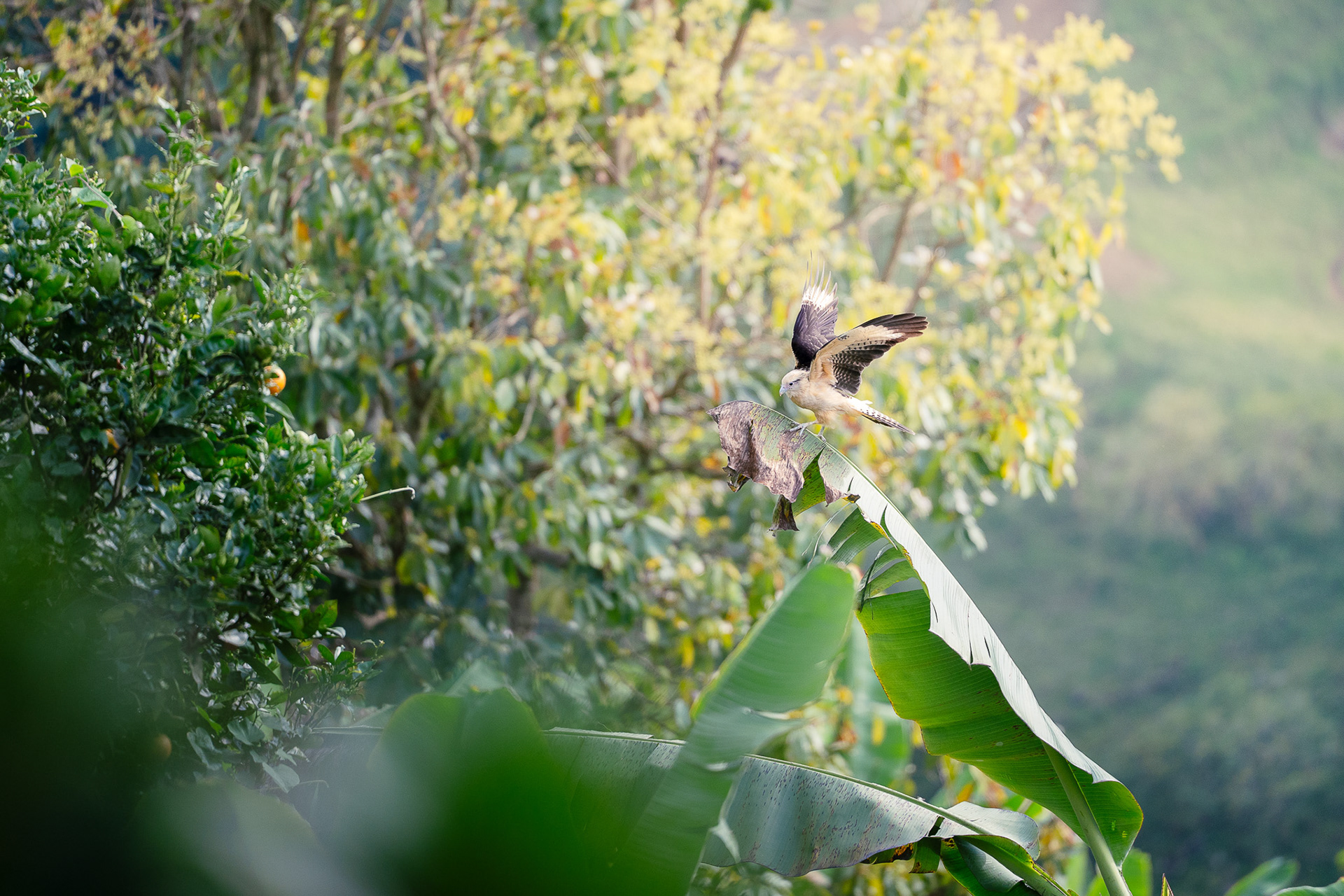 Jardín, Kolumbien