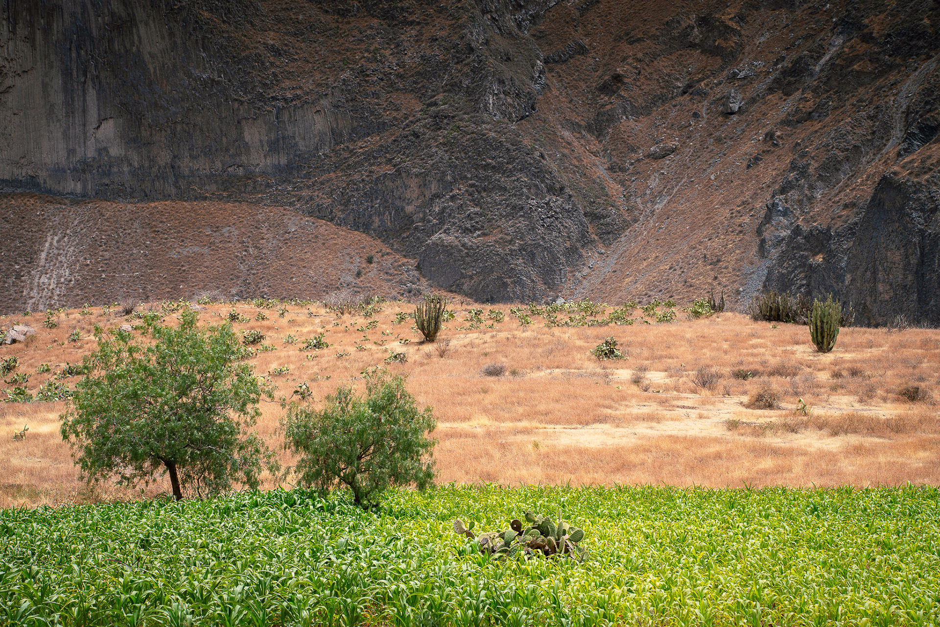 Colca Canyon, Peru