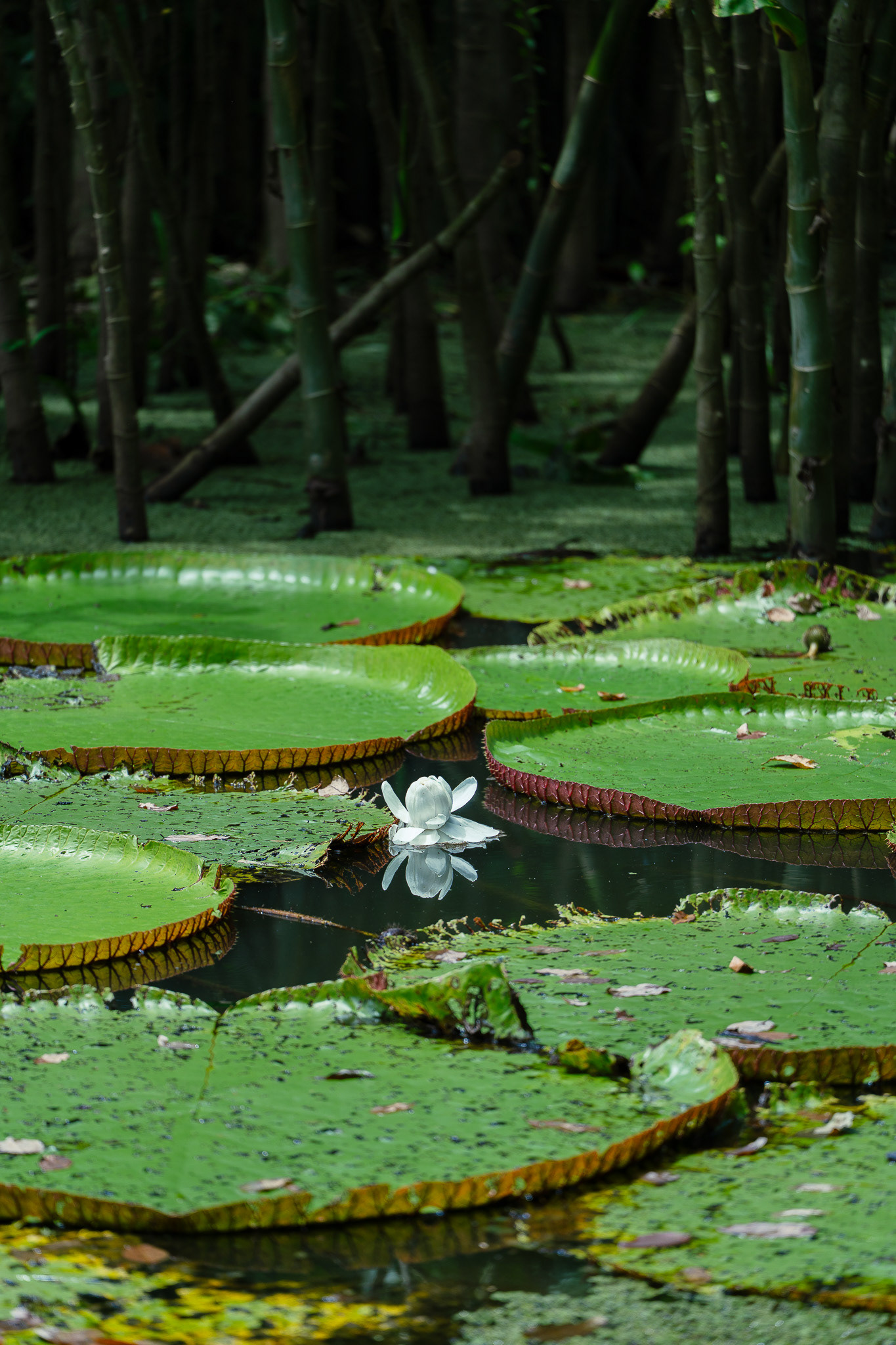 Puerto Nariño, Kolumbien