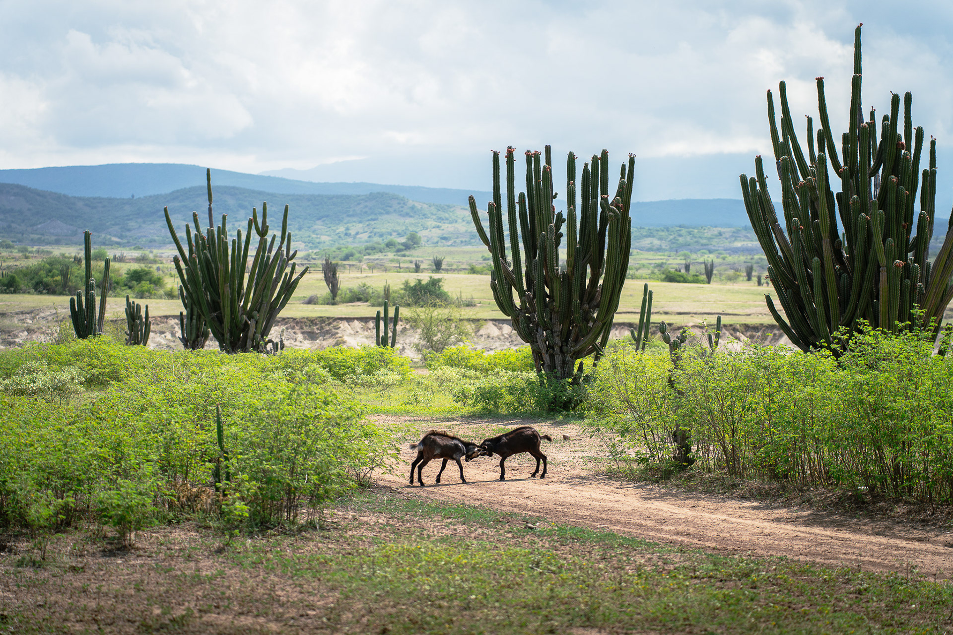 Desierto de la Tatacoa, Kolumbien