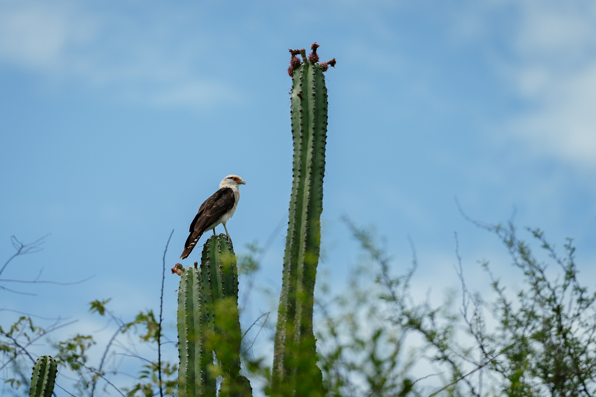 Desierto de la Tatacoa, Kolumbien