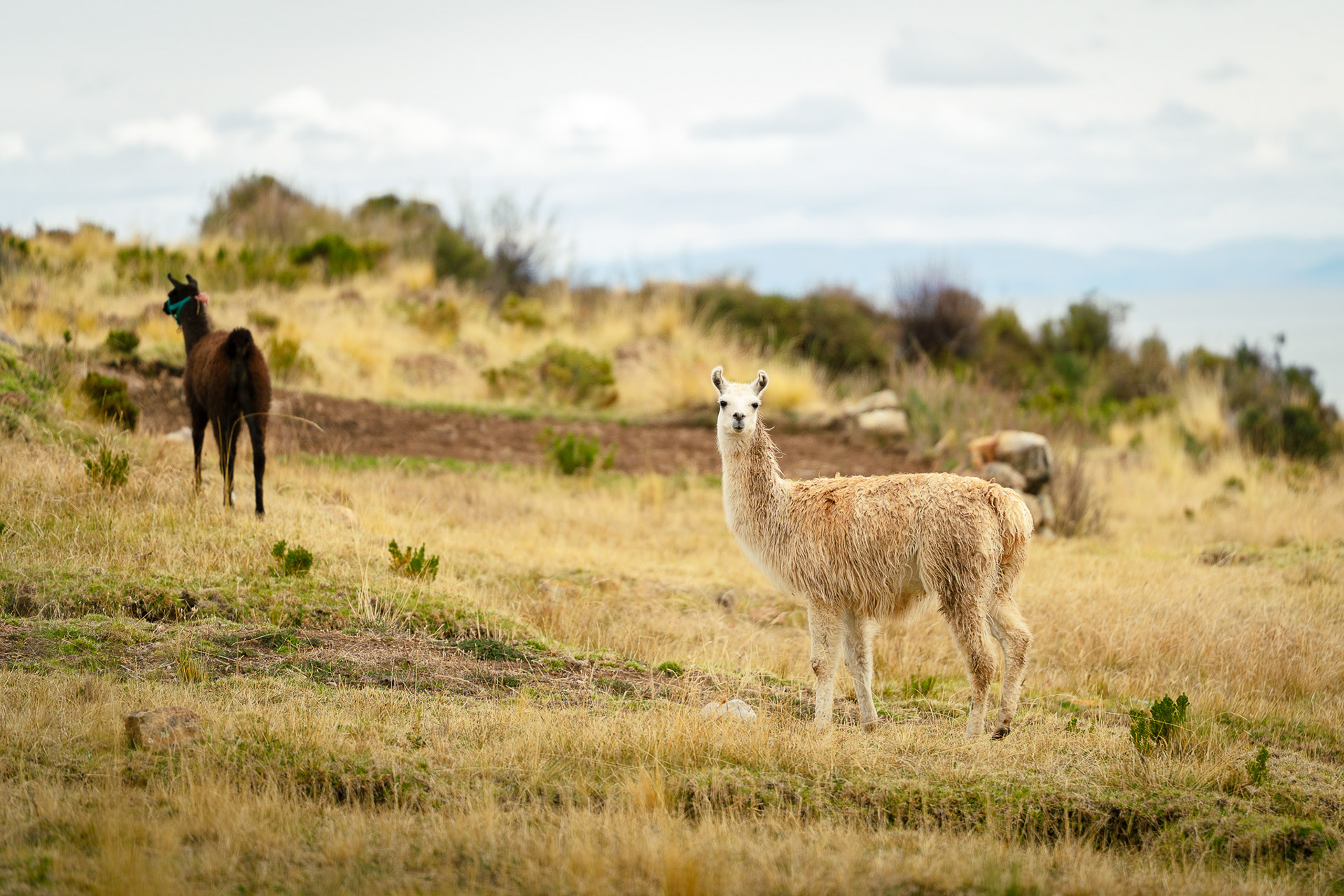 Isla del Sol, Bolivien