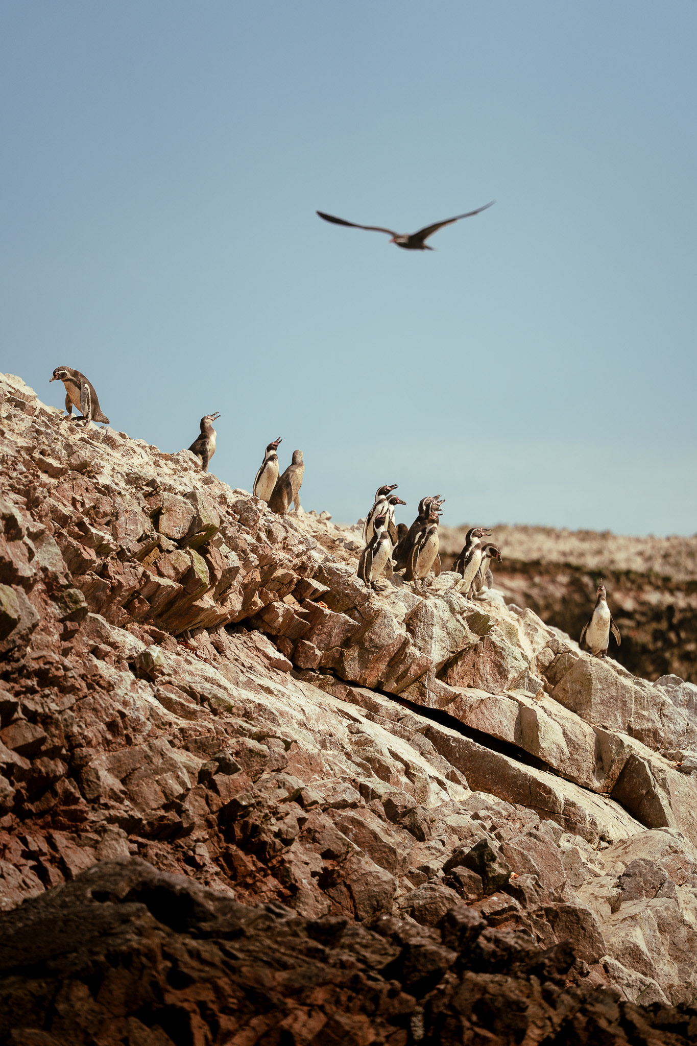 Islas Ballestas, Peru