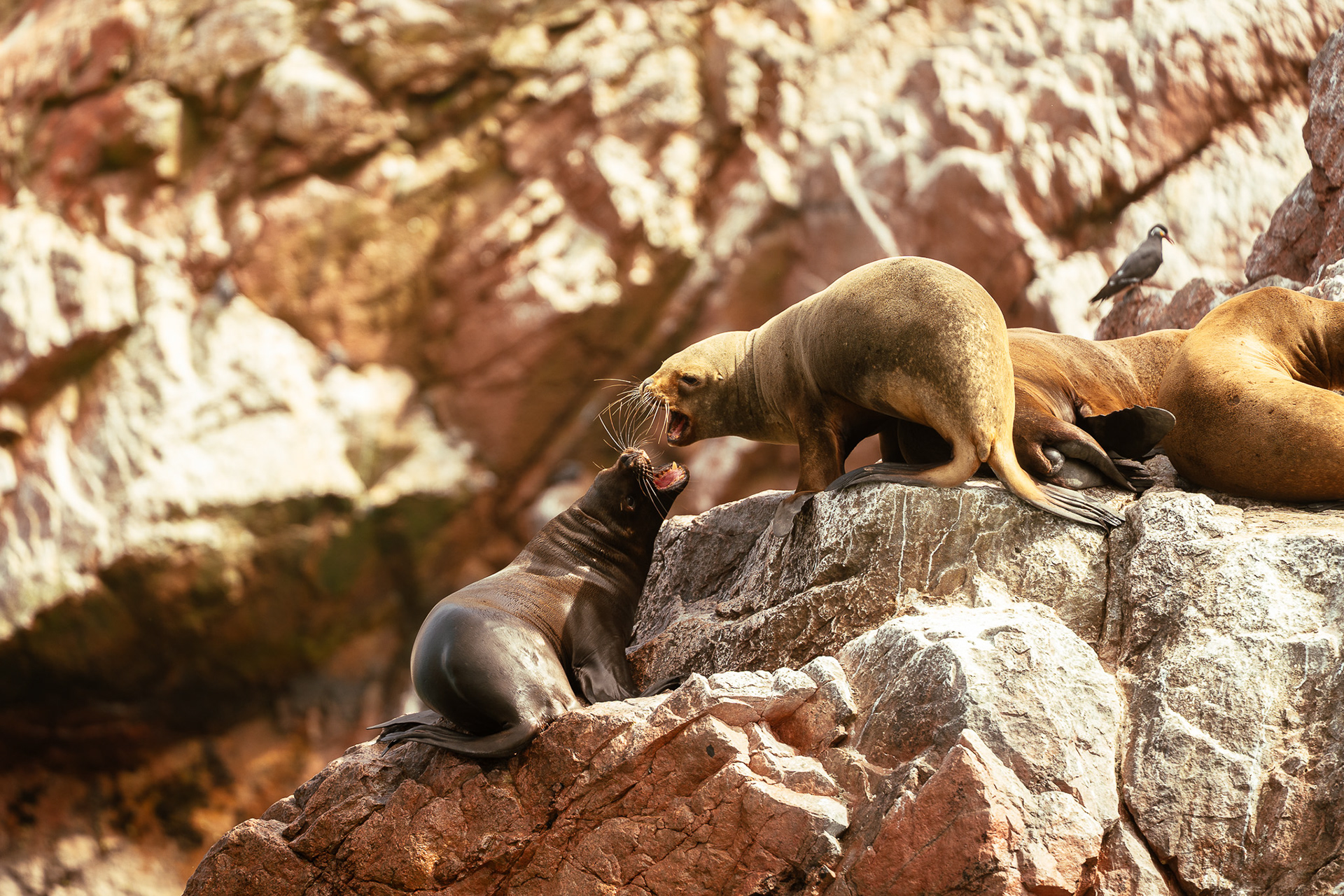 Islas Ballestas, Peru