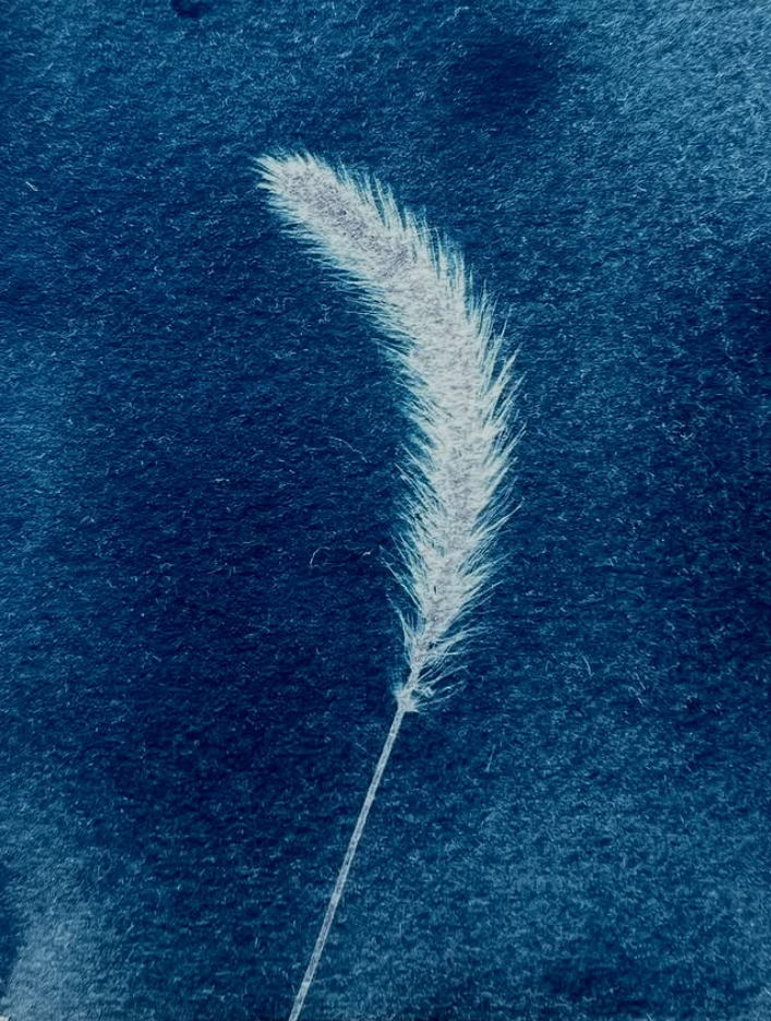cyanotype, washi, without camera