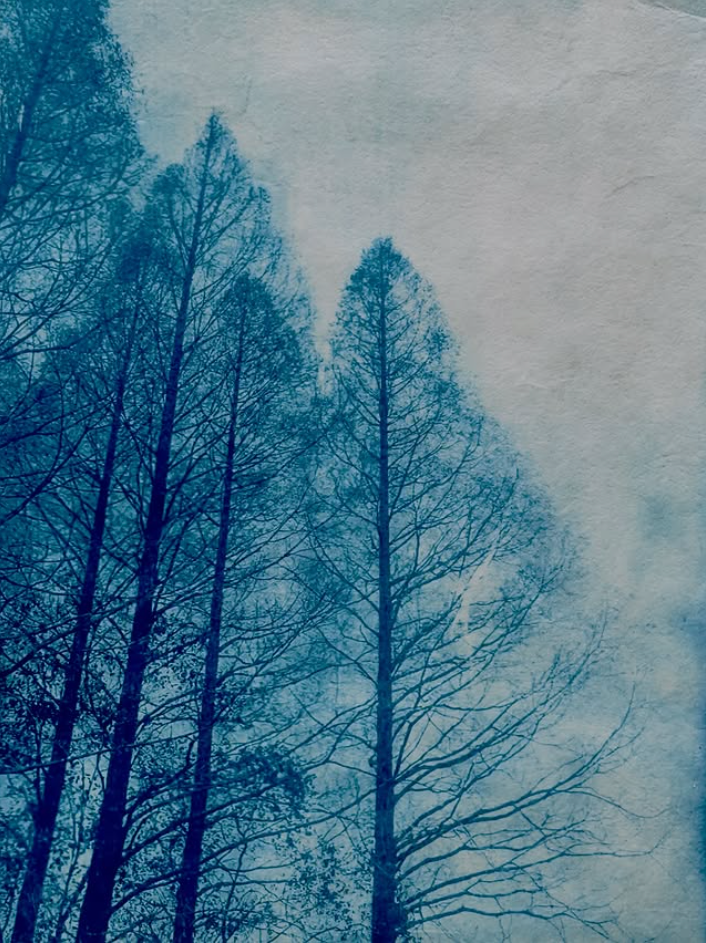 cyanotype, washi, digital negative