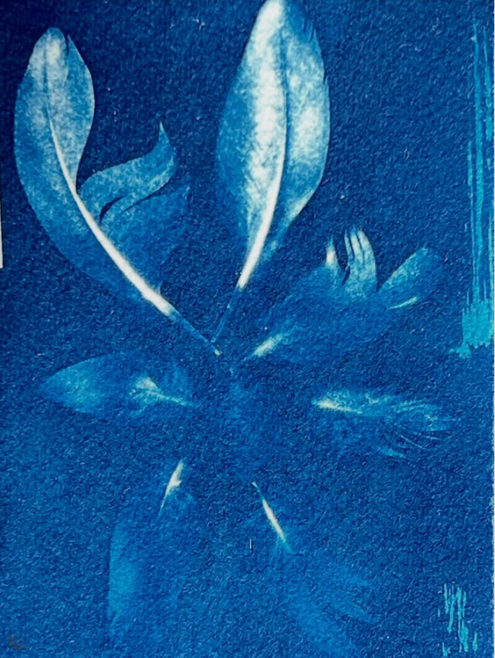 cyanotype, fine art paper, without camera