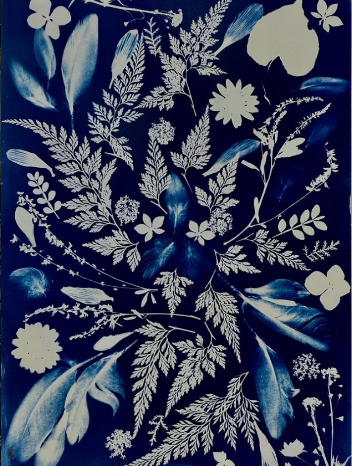 cyanotype, fine art paper, without camera