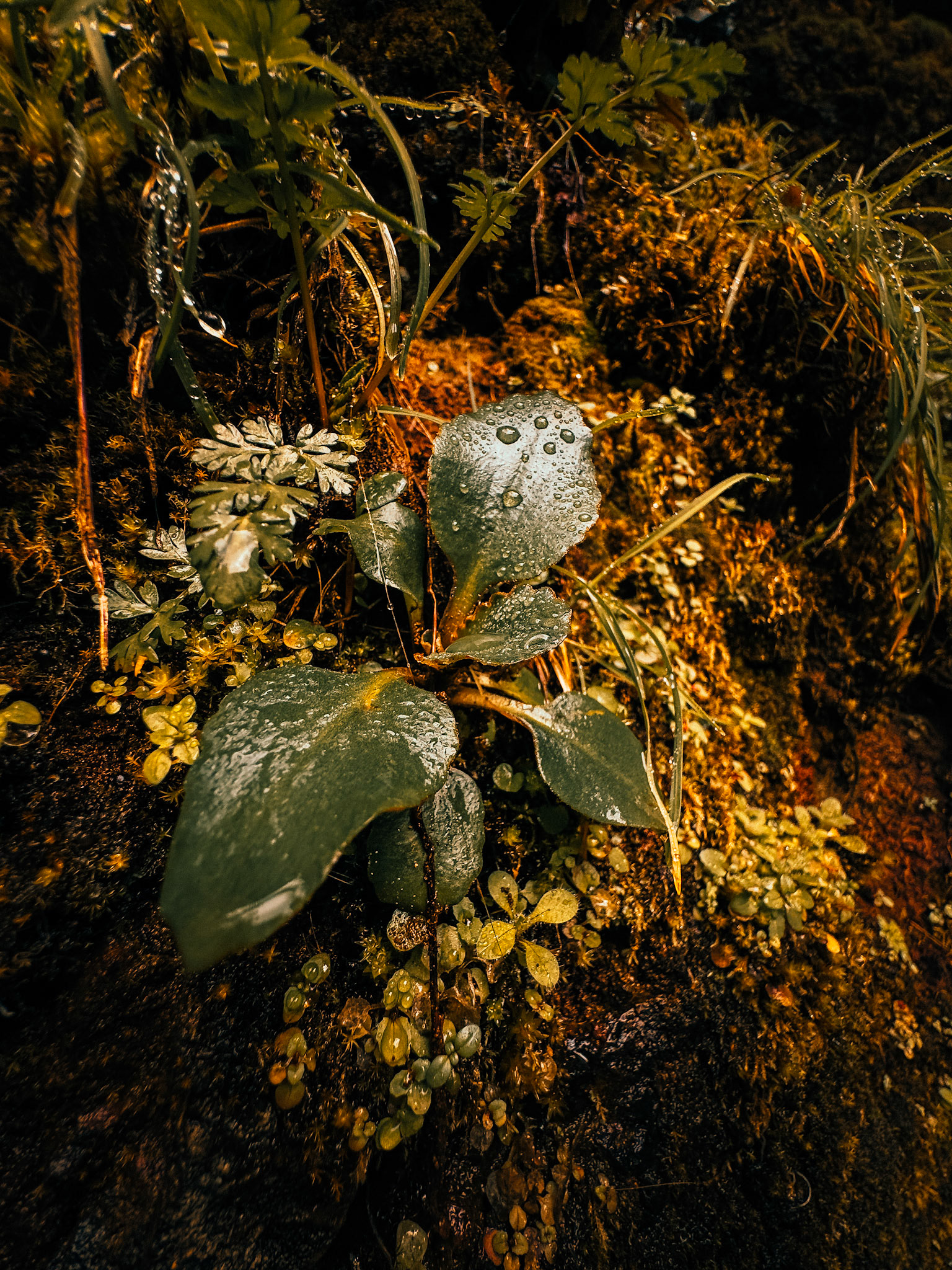 Renewal in Earth dreaming in green. Light tenderly remembering form.; rebirth in the shimmer of droplets.