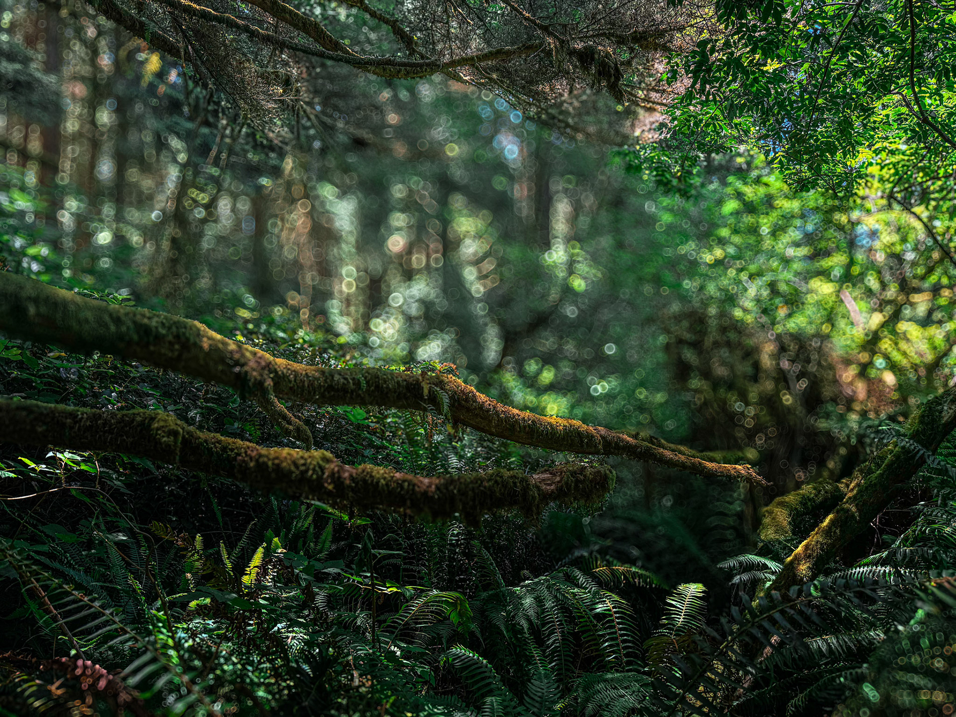 The forest breathes between breaths; light scattered like memory.