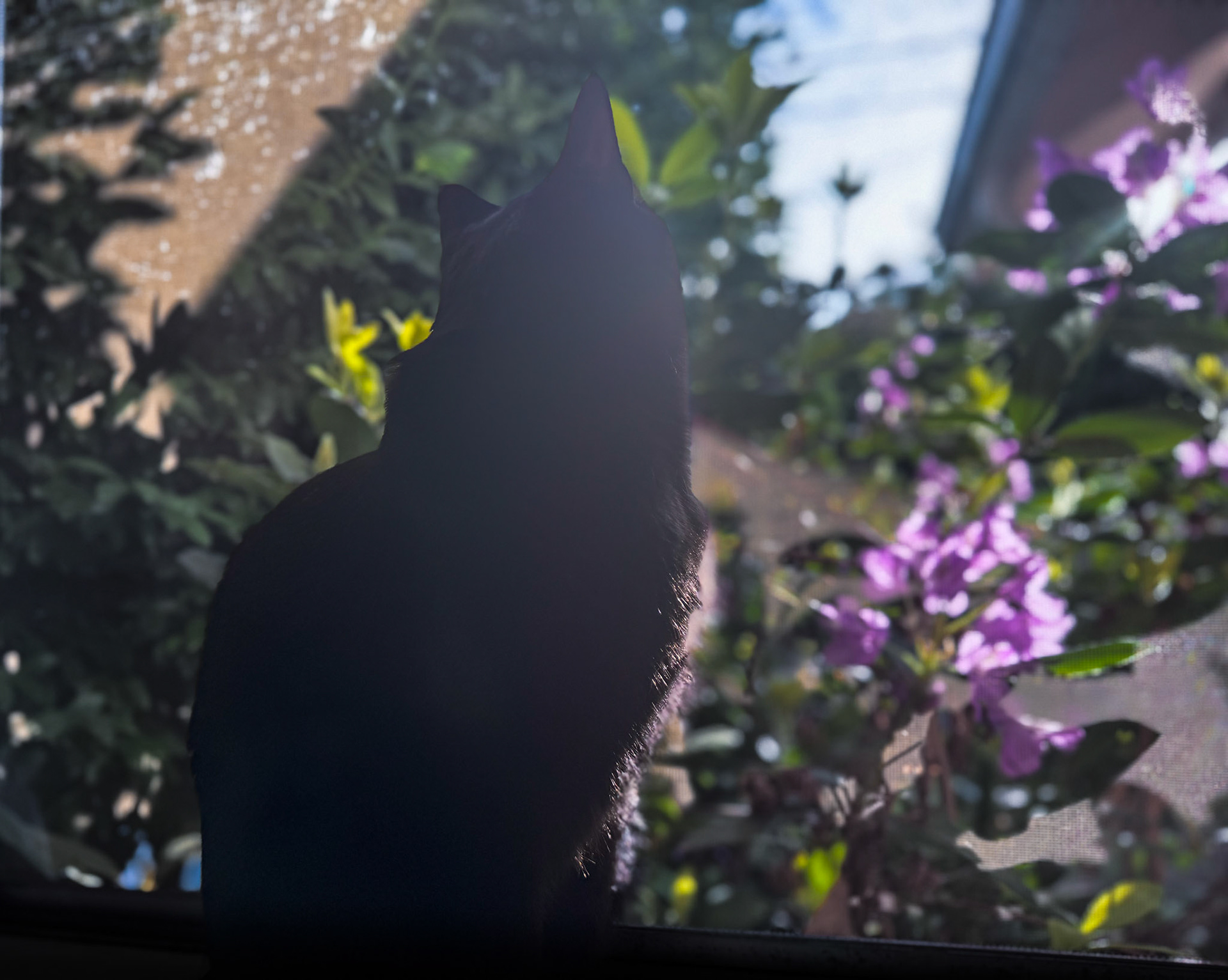 The watcher between worlds. A quiet invitation inward.