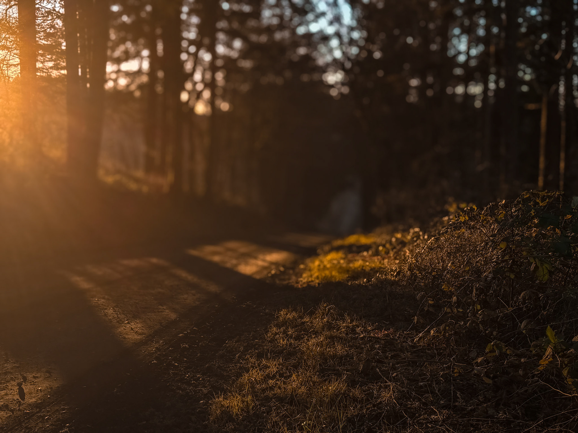 A path made visible by light itself; every journey returns home.