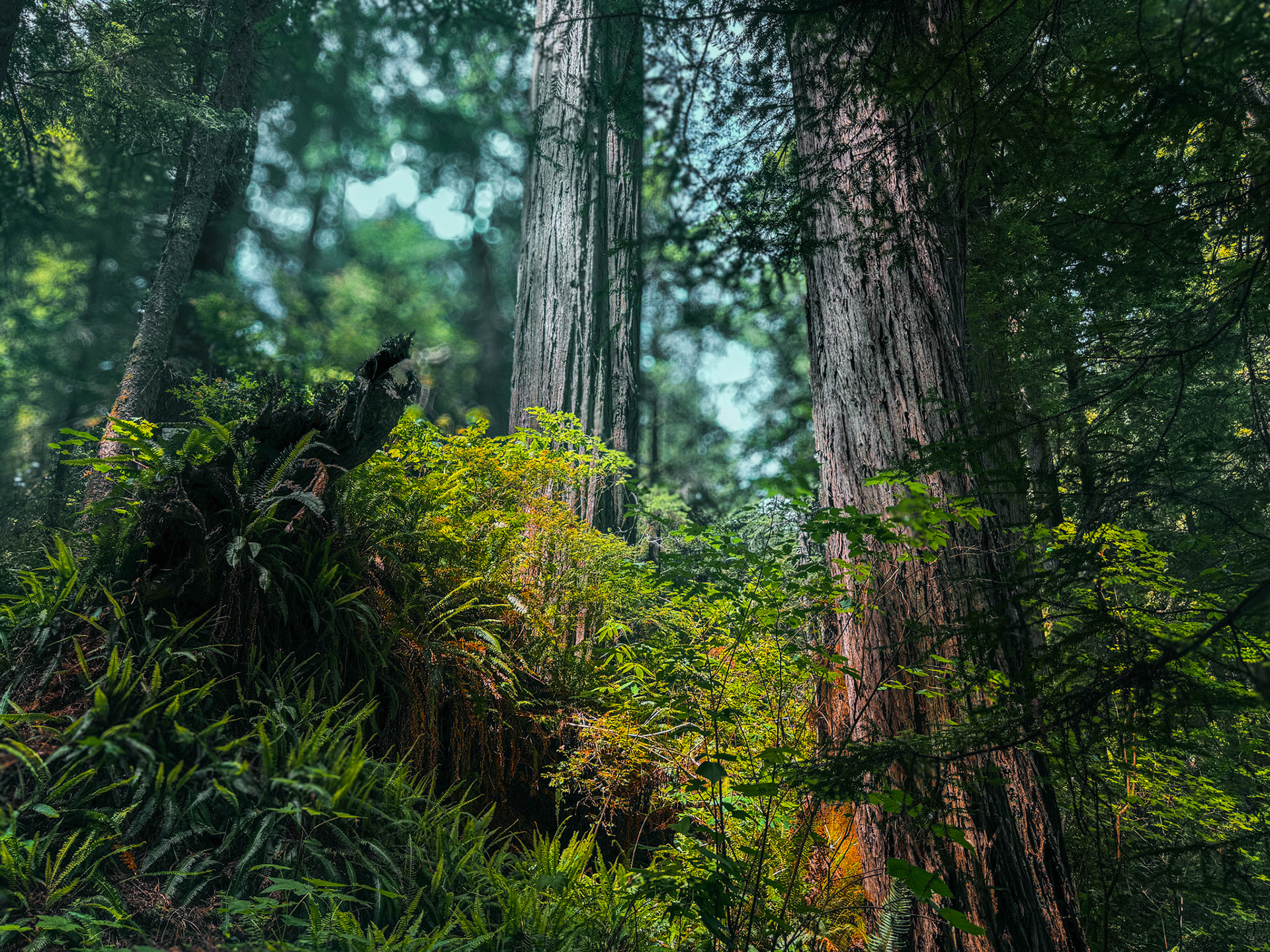 Old souls, lit from within; roots whispering centuries of dawn.