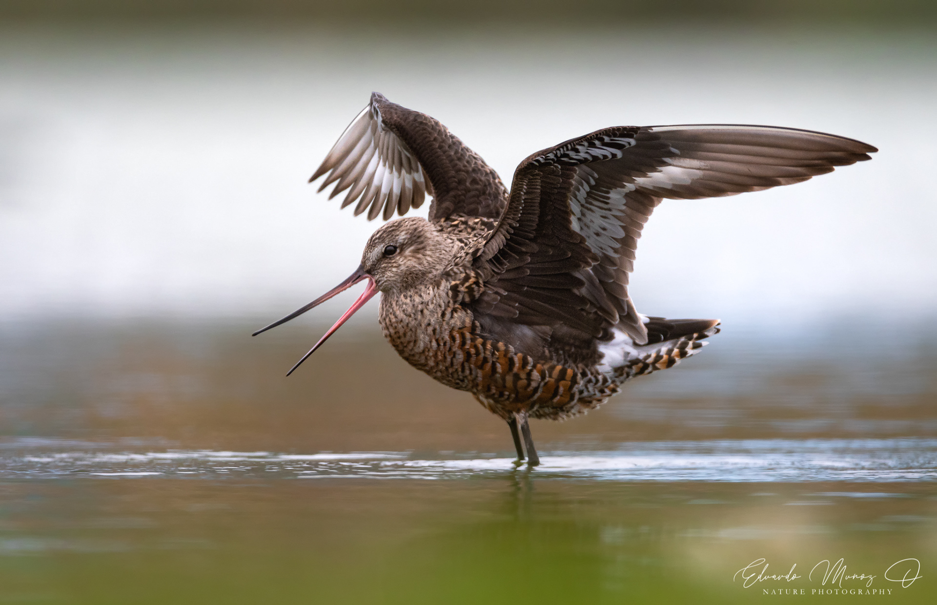 Zarapito de pico recto - Limosa haemastica 2