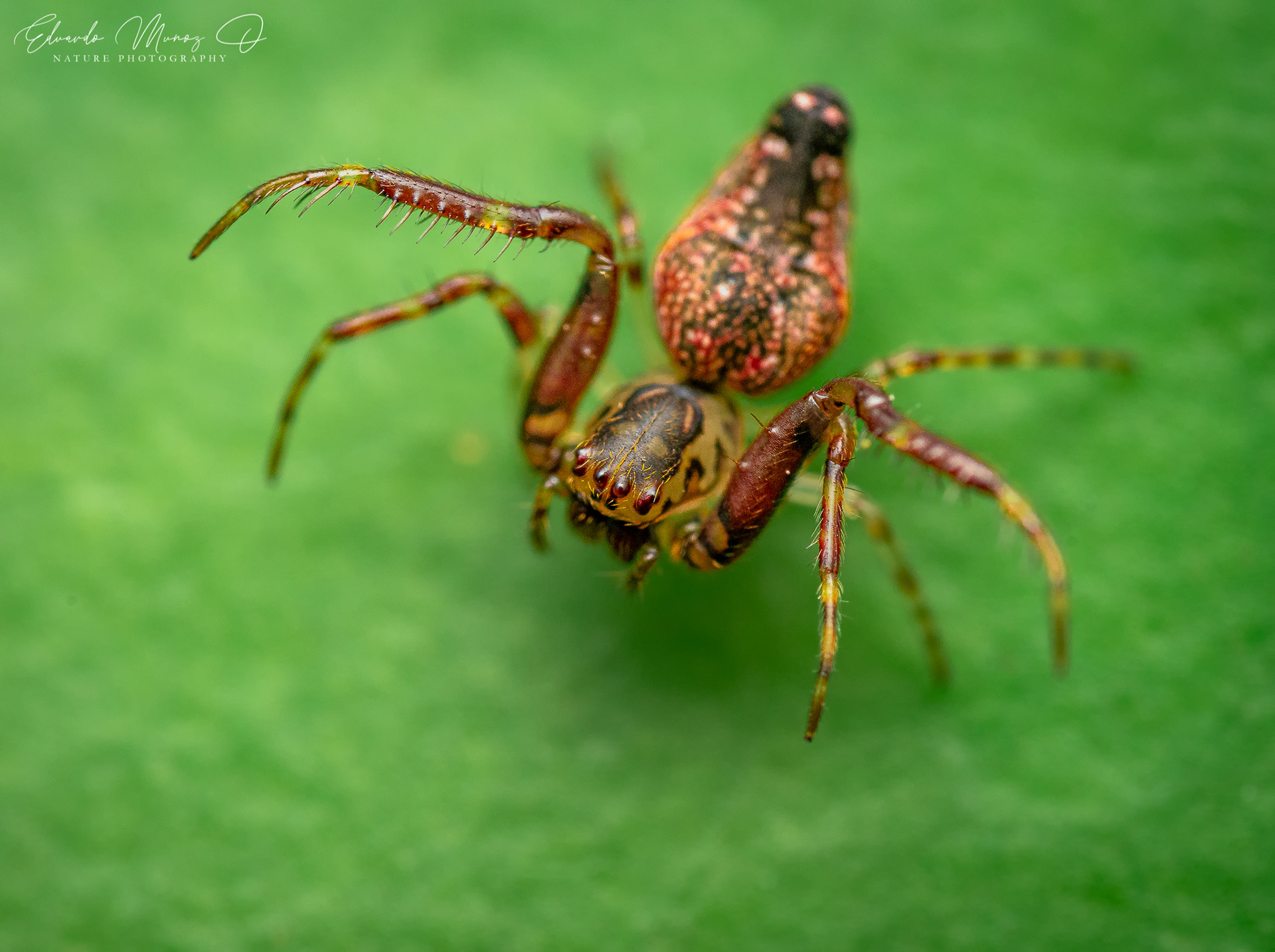 Araña nativa - Oarces reticulatus 2
