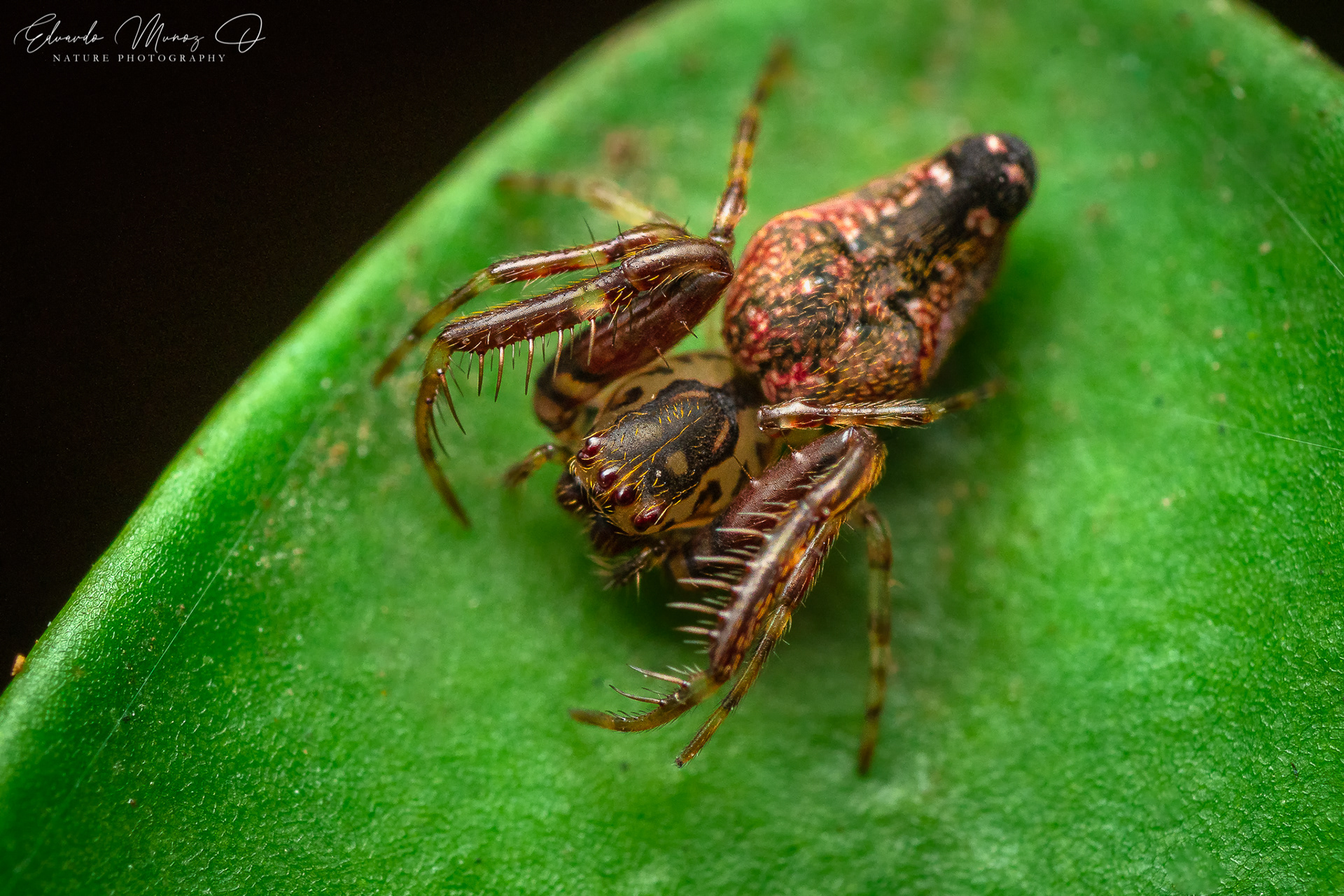 Araña nativa - Oarces reticulatus 3