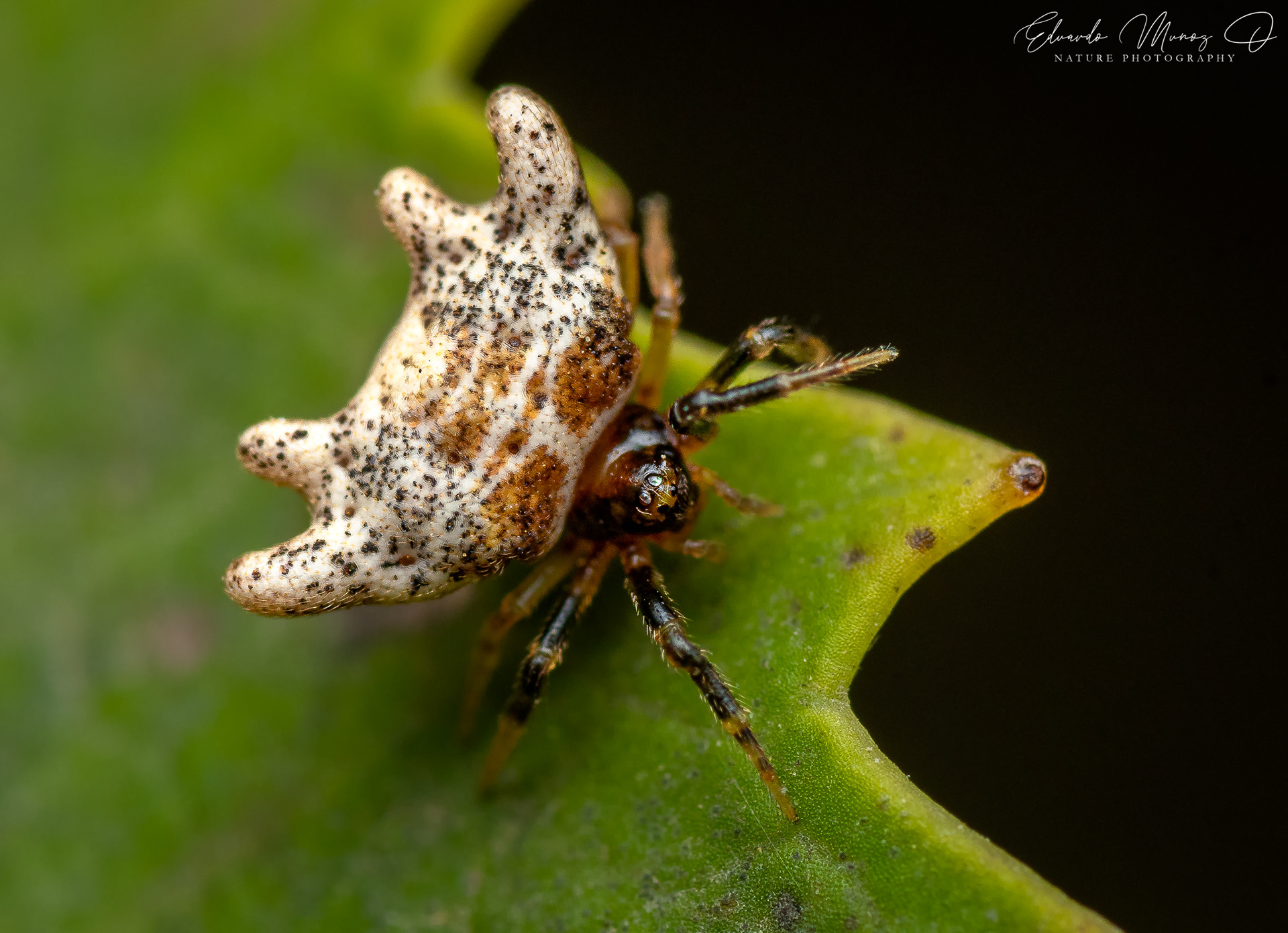 Araña nativa - Phoroncidia sp. 1