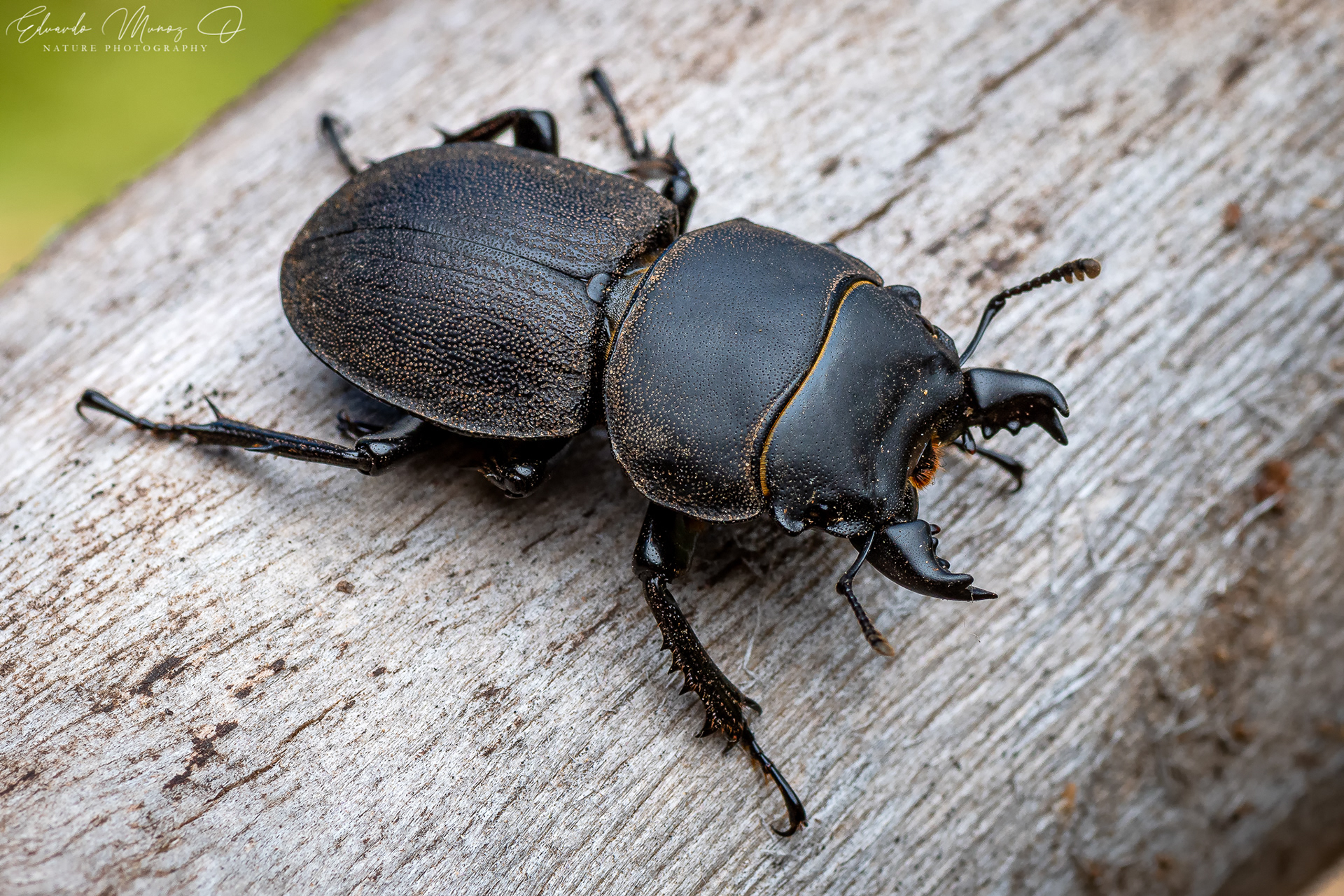 Borrachito - Apterodorcus bacchus 5