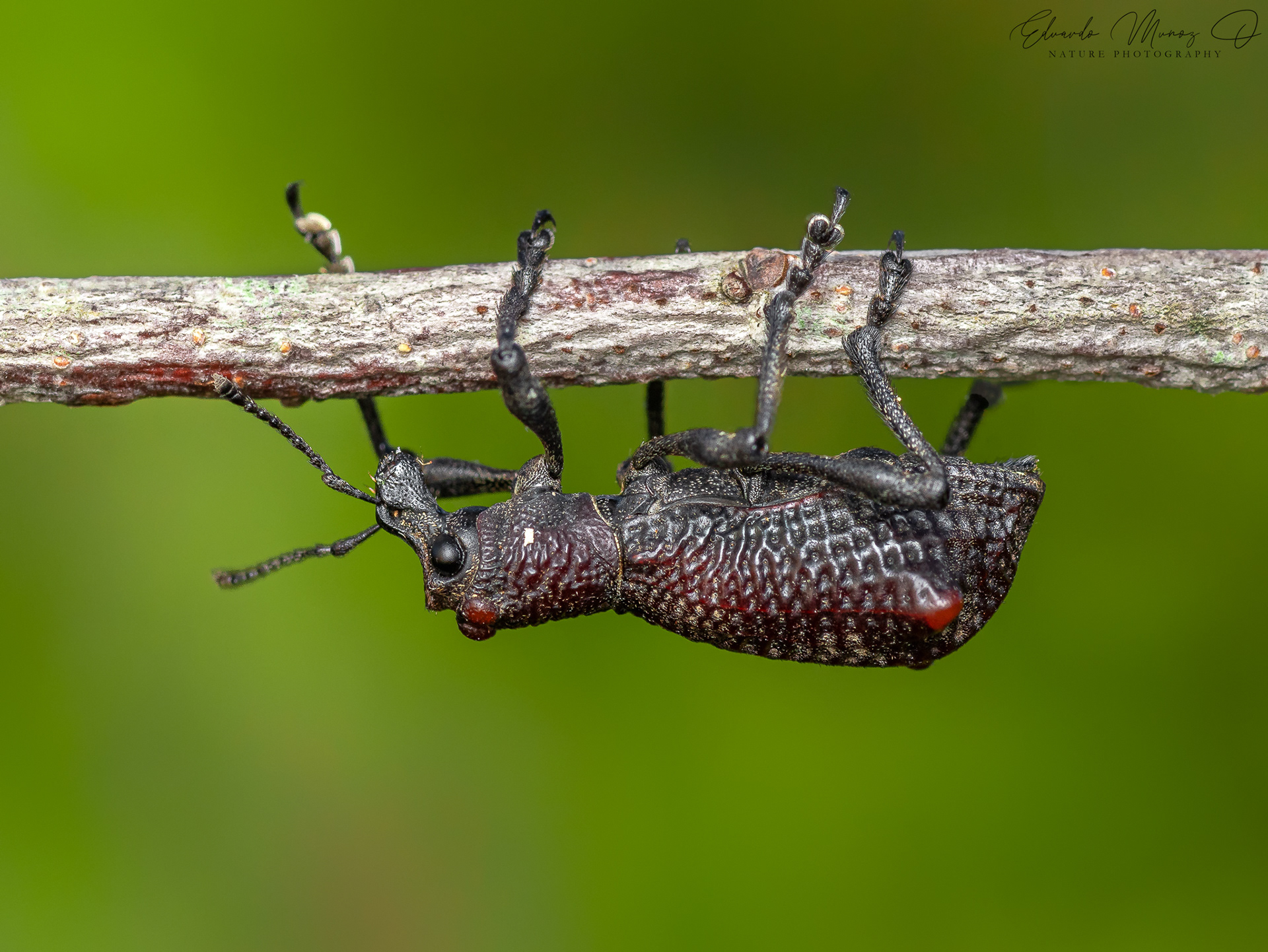 Caballito - Aegorhinus bulbifer 5