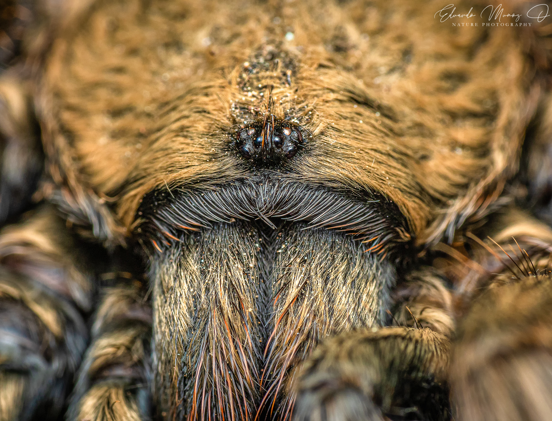 Araña pollito - Euathlus manicata 3