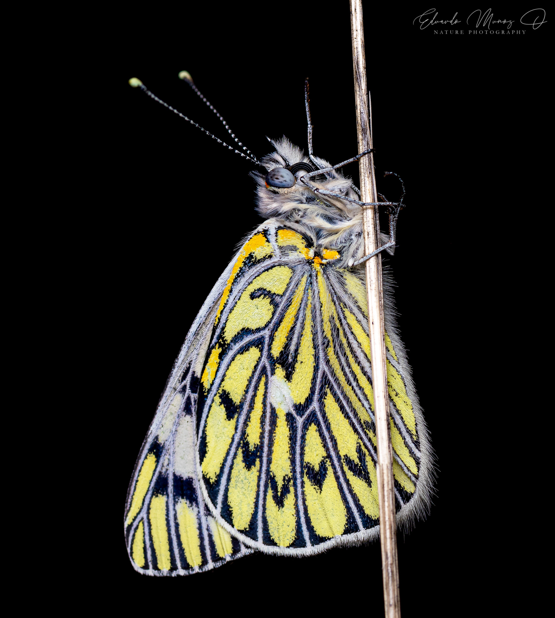 Mariposa blanca - Tatochila autodice ssp. blanchardii 2