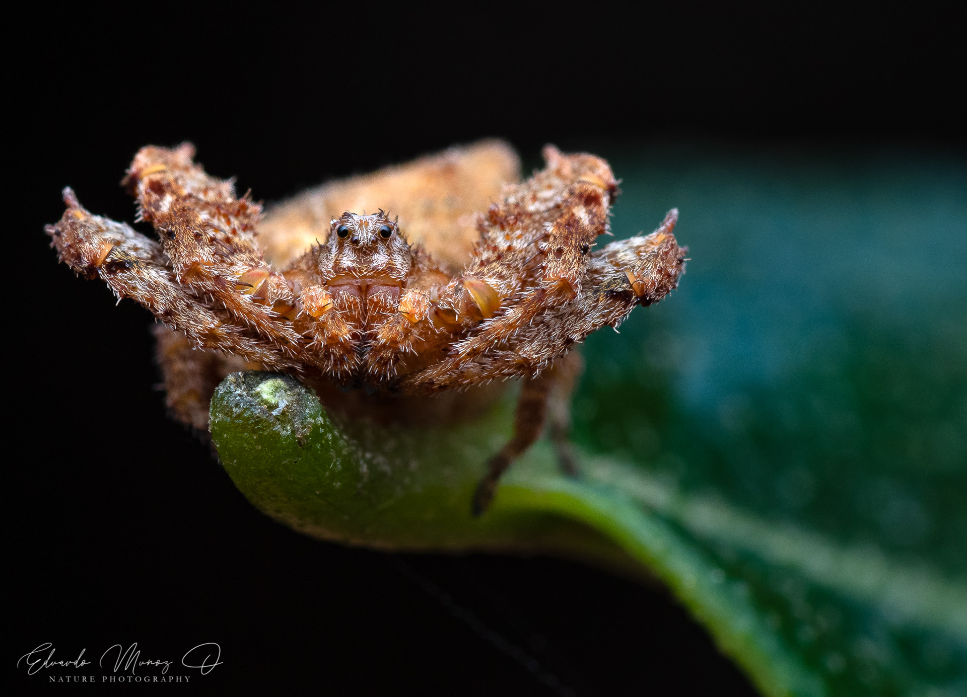 Araña centolla - Stephanopis sp 1