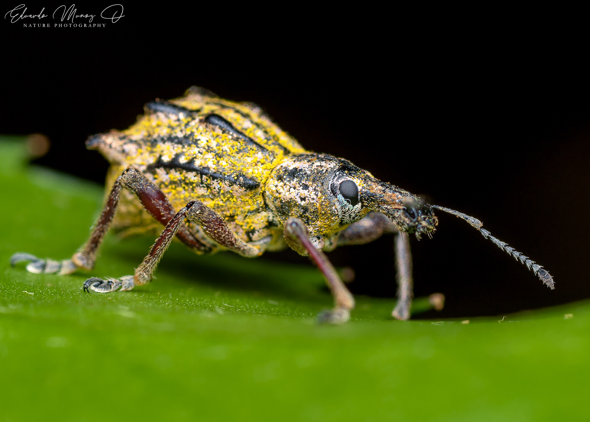 Burrito nativo - Hybreoleptops tuberculifer 3