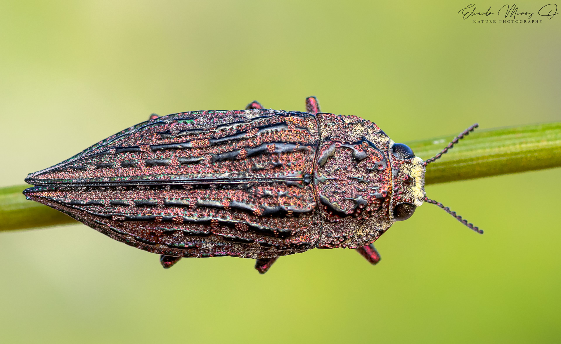 Escarabajo joya - Ectinogonia oscuripennis 5