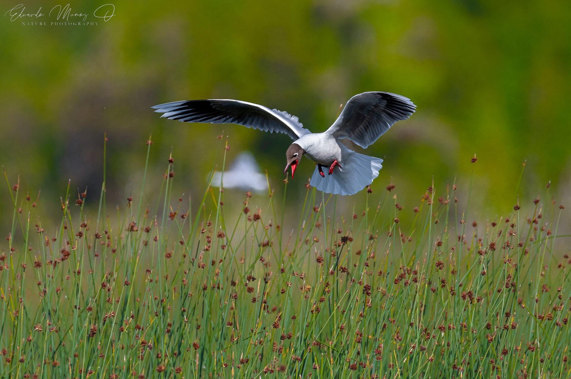 Gaviota cahuil - Chroicocephalus maculipennis 11