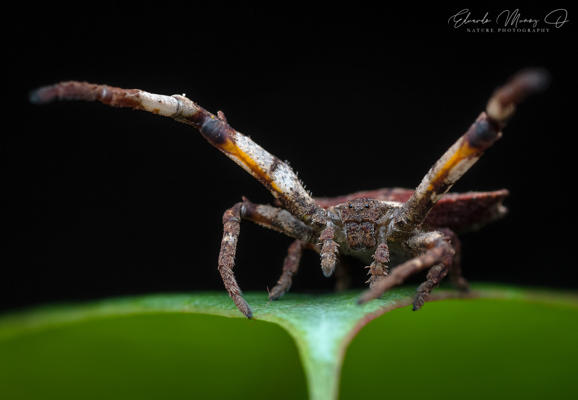 Araña hoja seca roja - Coenypha edwardsi 4