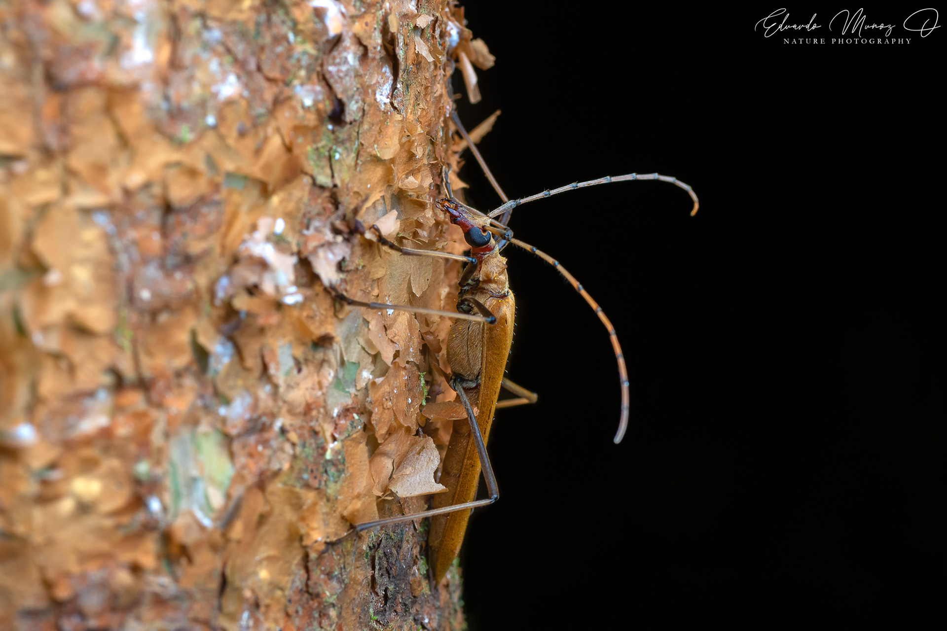 Escarabajo de antenas largas - Proholopterus annulicornis 1