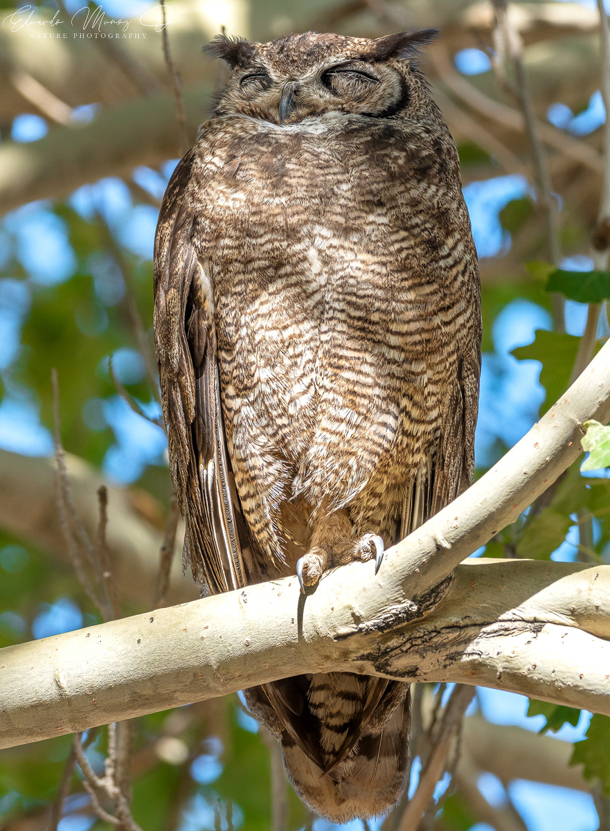 Tucuquere - Bubo magellanicus 7