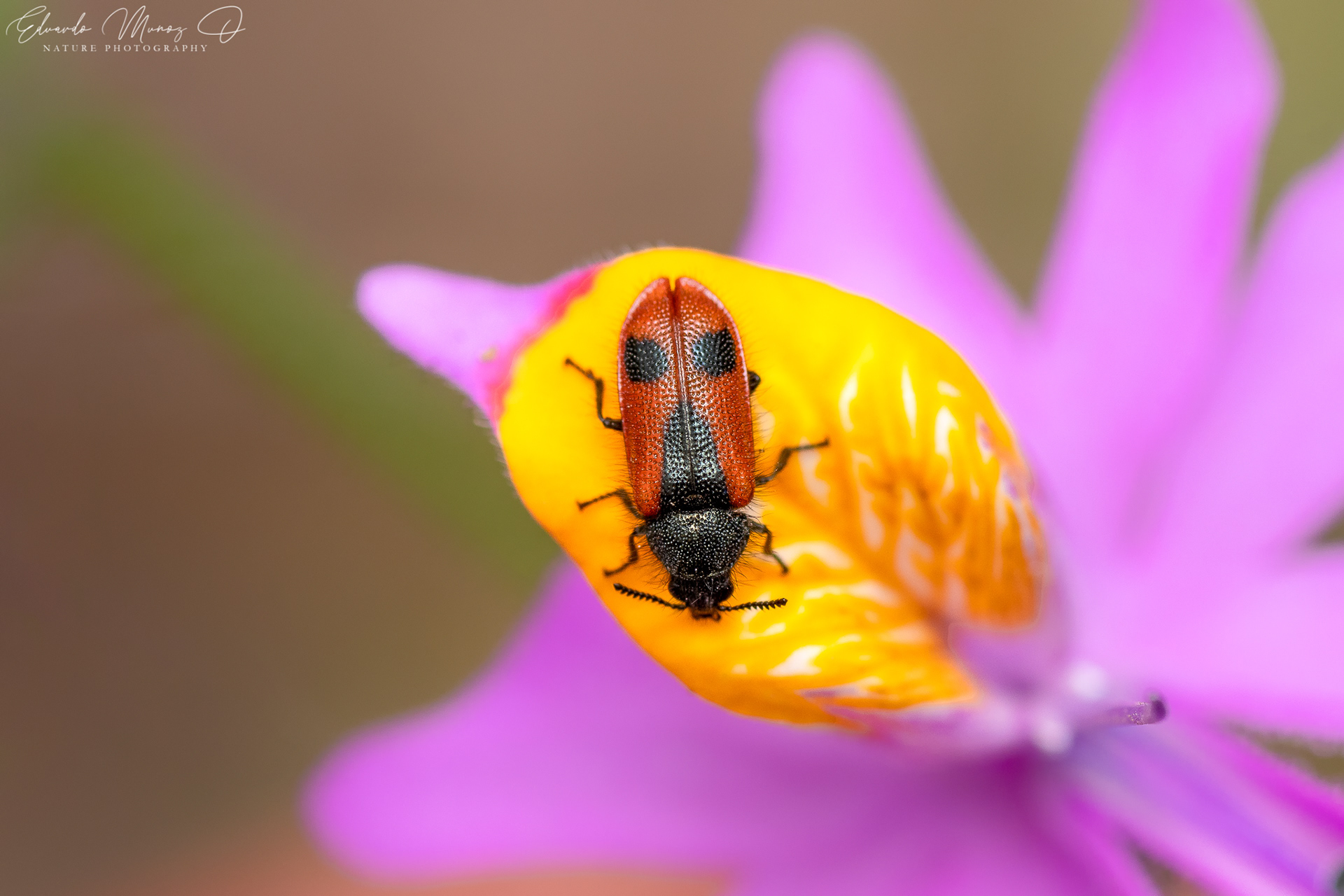 Arthrobrachus nigromaculatus 4