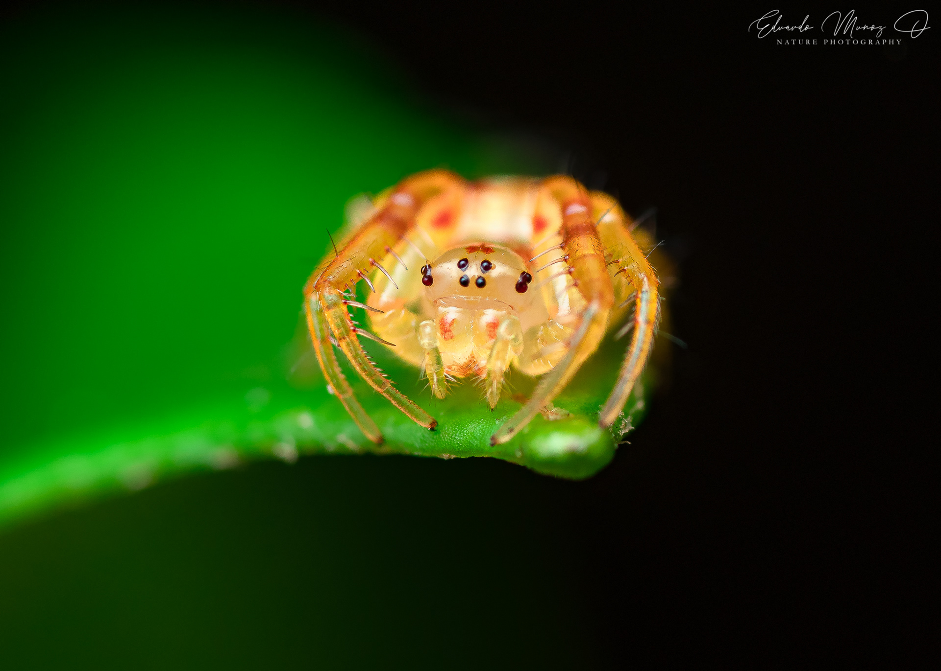 Araña duende Naranja