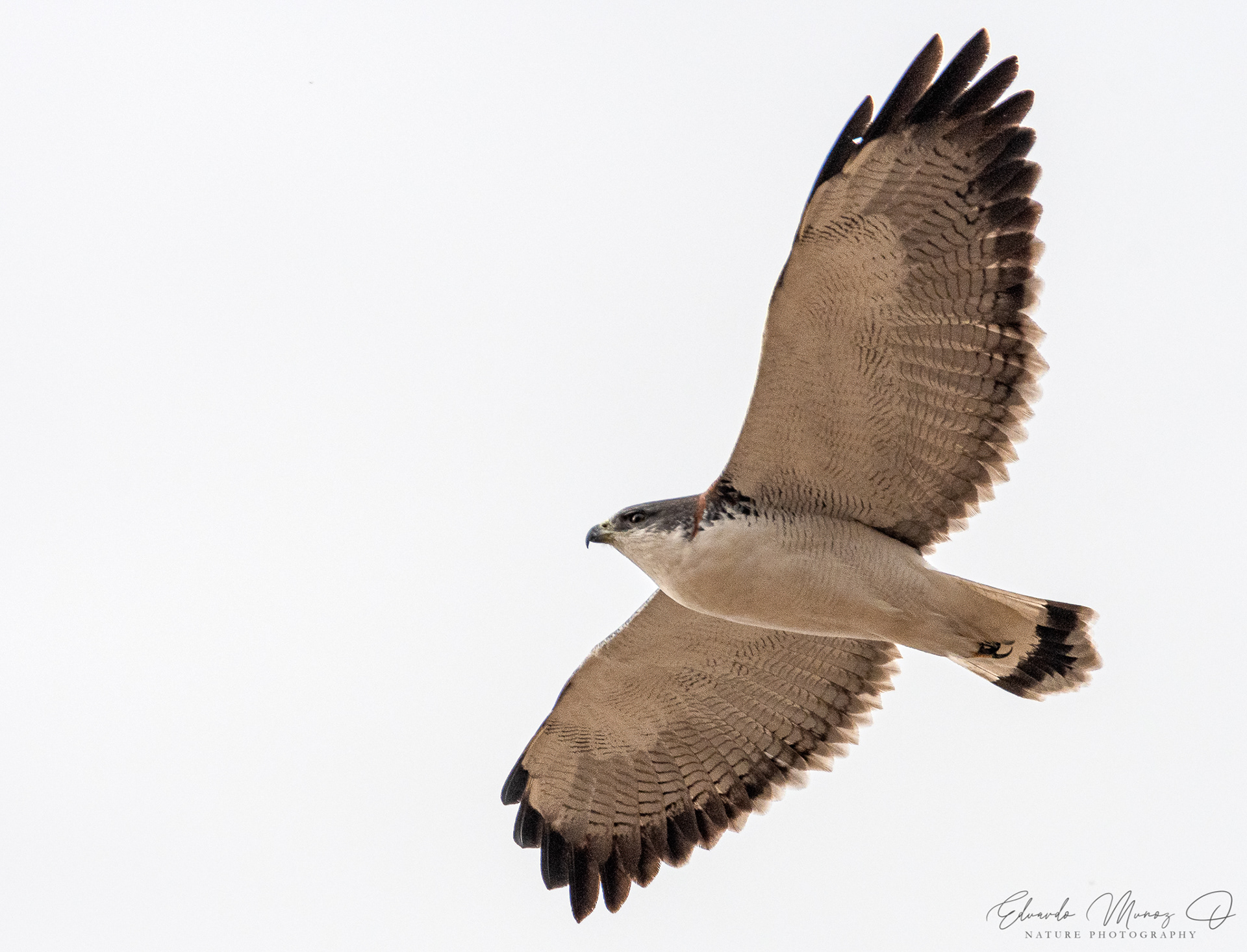 Aguilucho - Geranoaetus polyosoma 2
