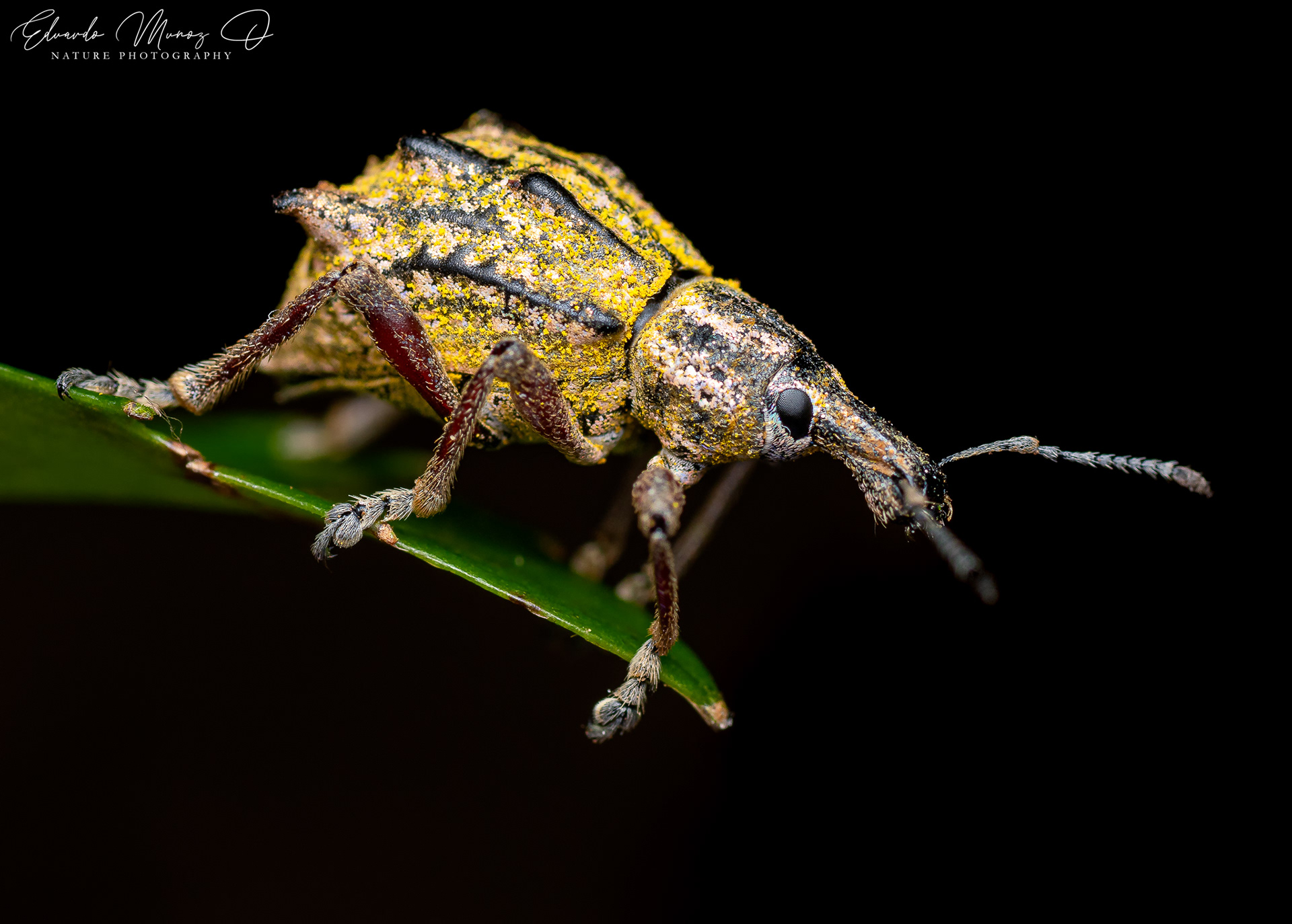 Burrito nativo - Hybreoleptops tuberculifer 2