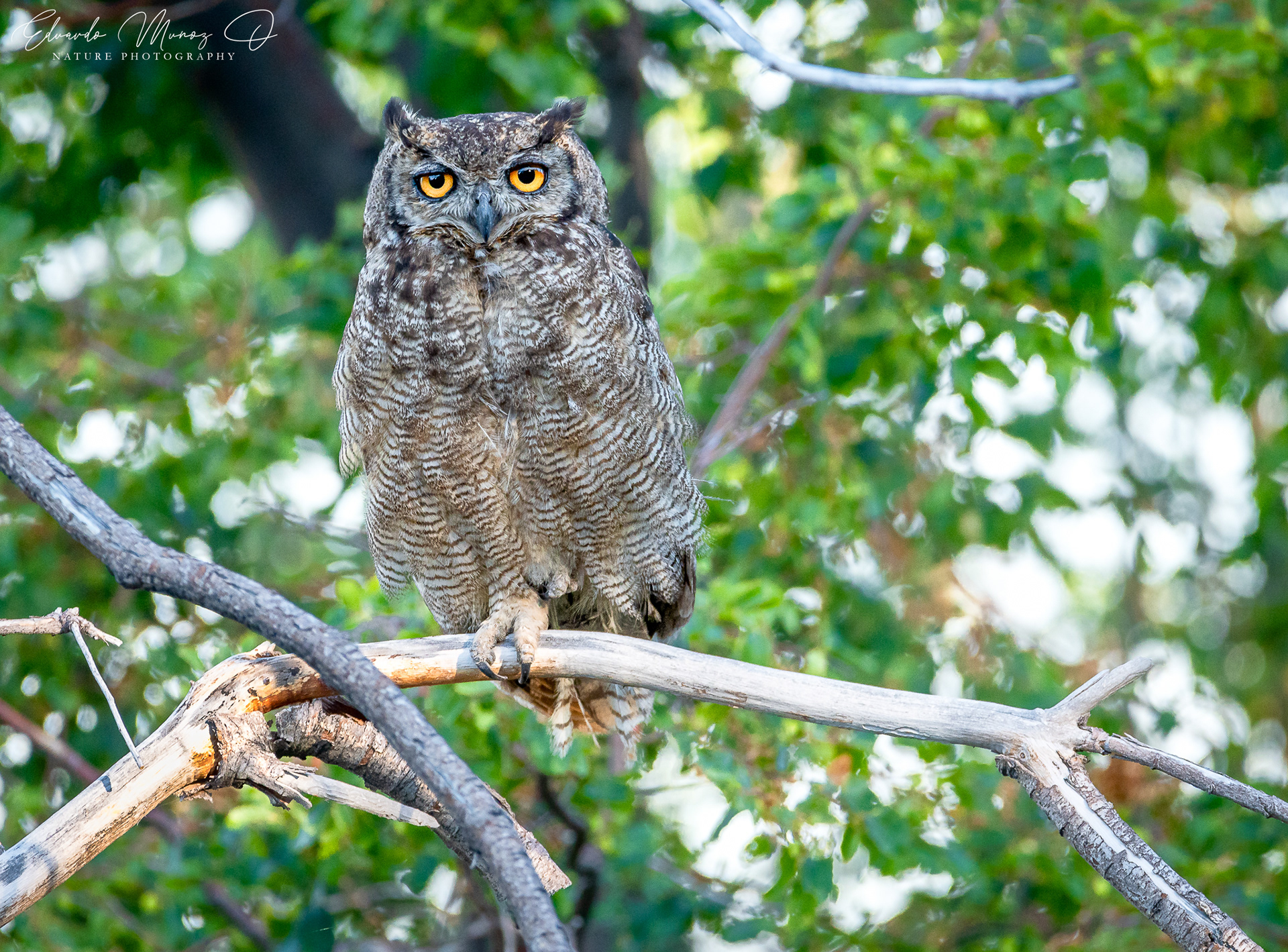Tucuquere - Bubo magellanicus 8