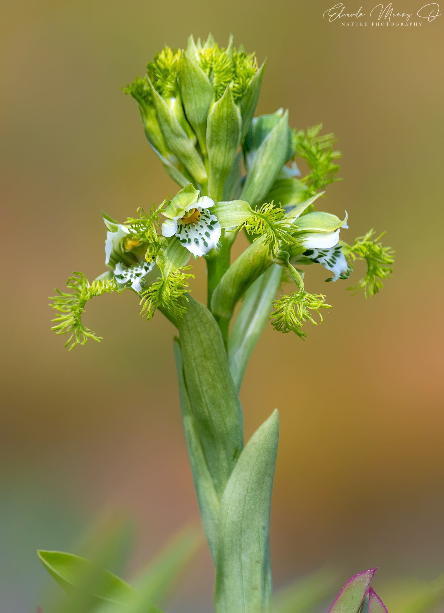 Flor del Bigote - Bipinnula fimbriata 1