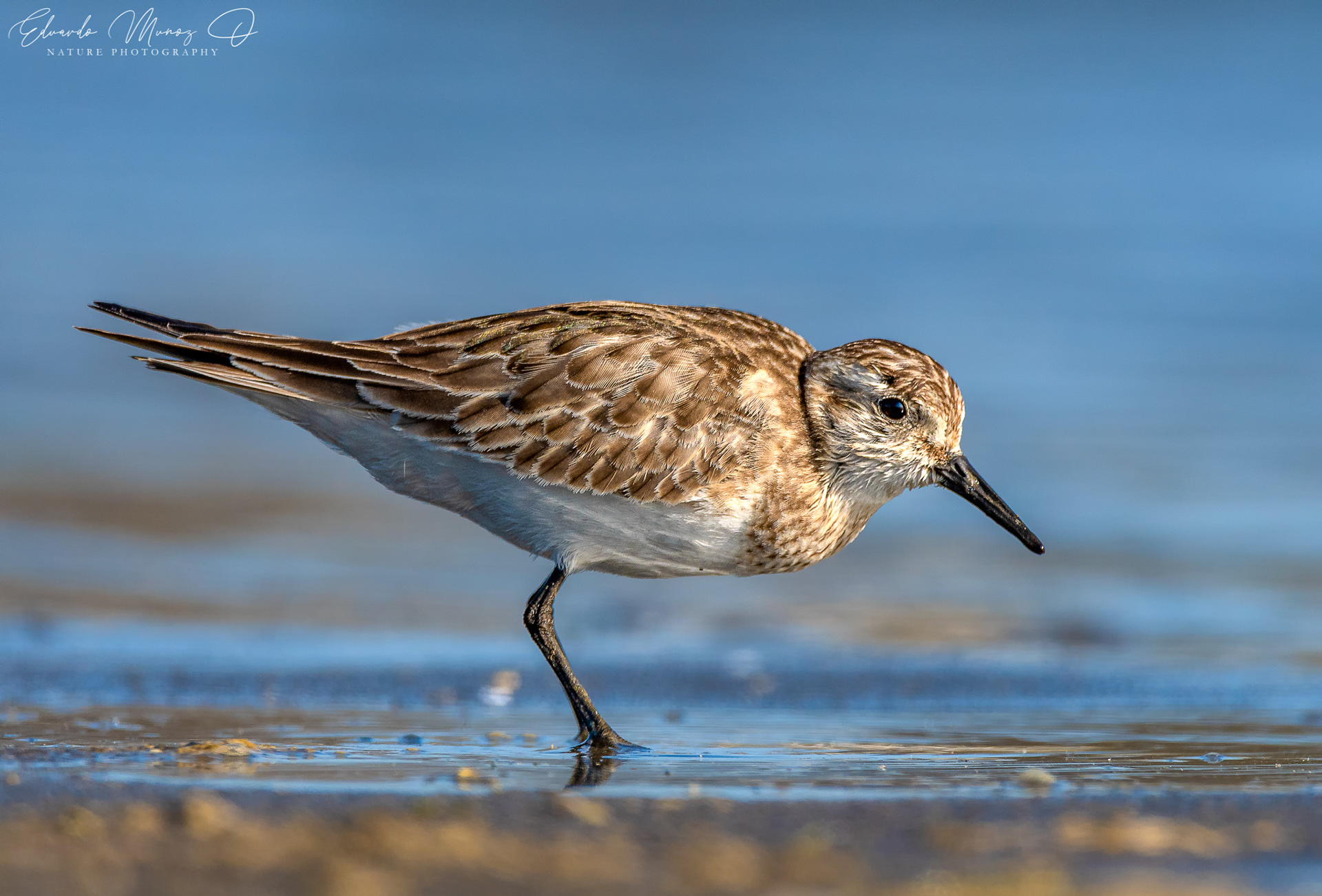 Playero de Baird - Calidris bairdii 2