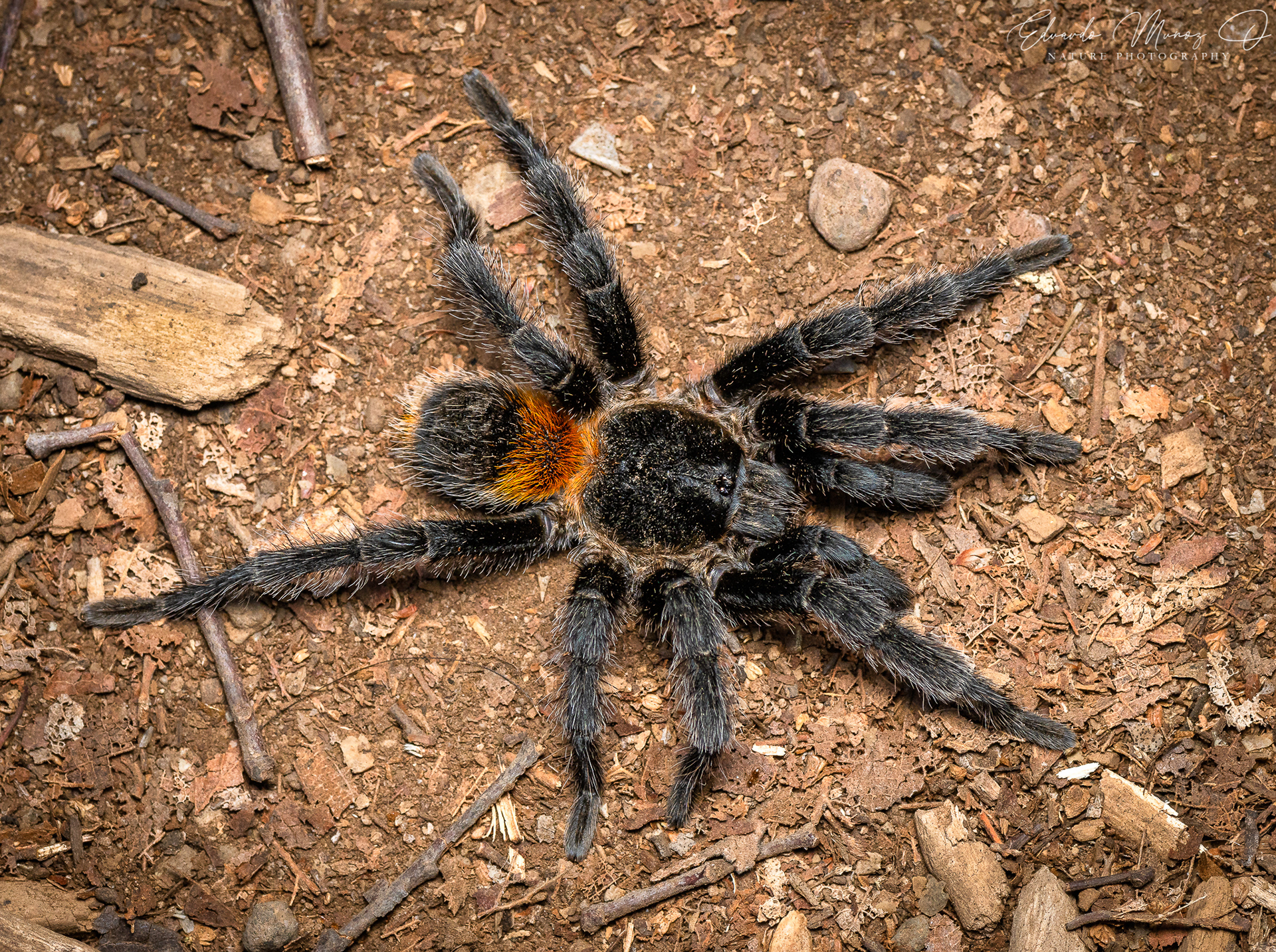 Tarantula - Homoeomma sp. 2