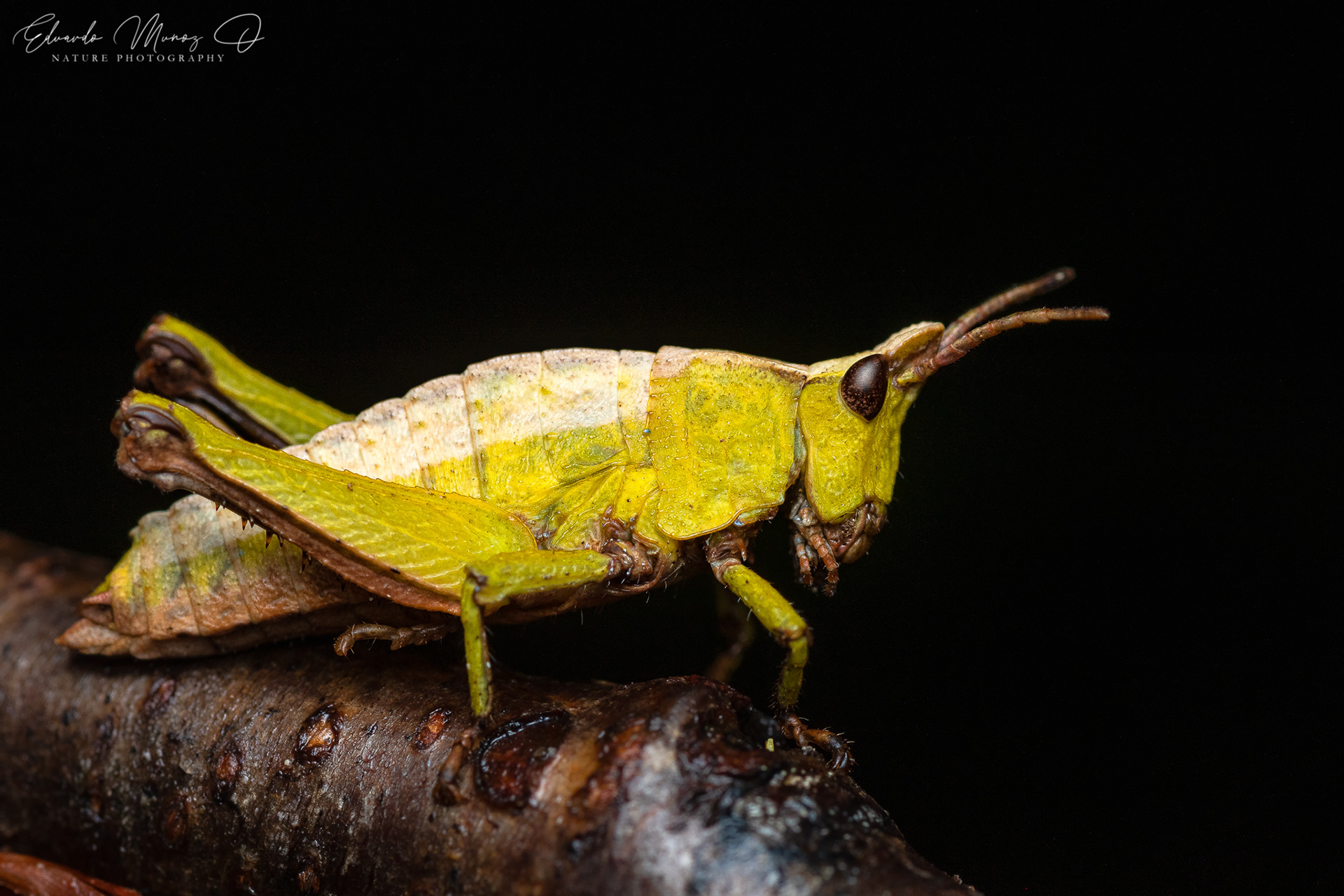 Saltamontes hoja 1