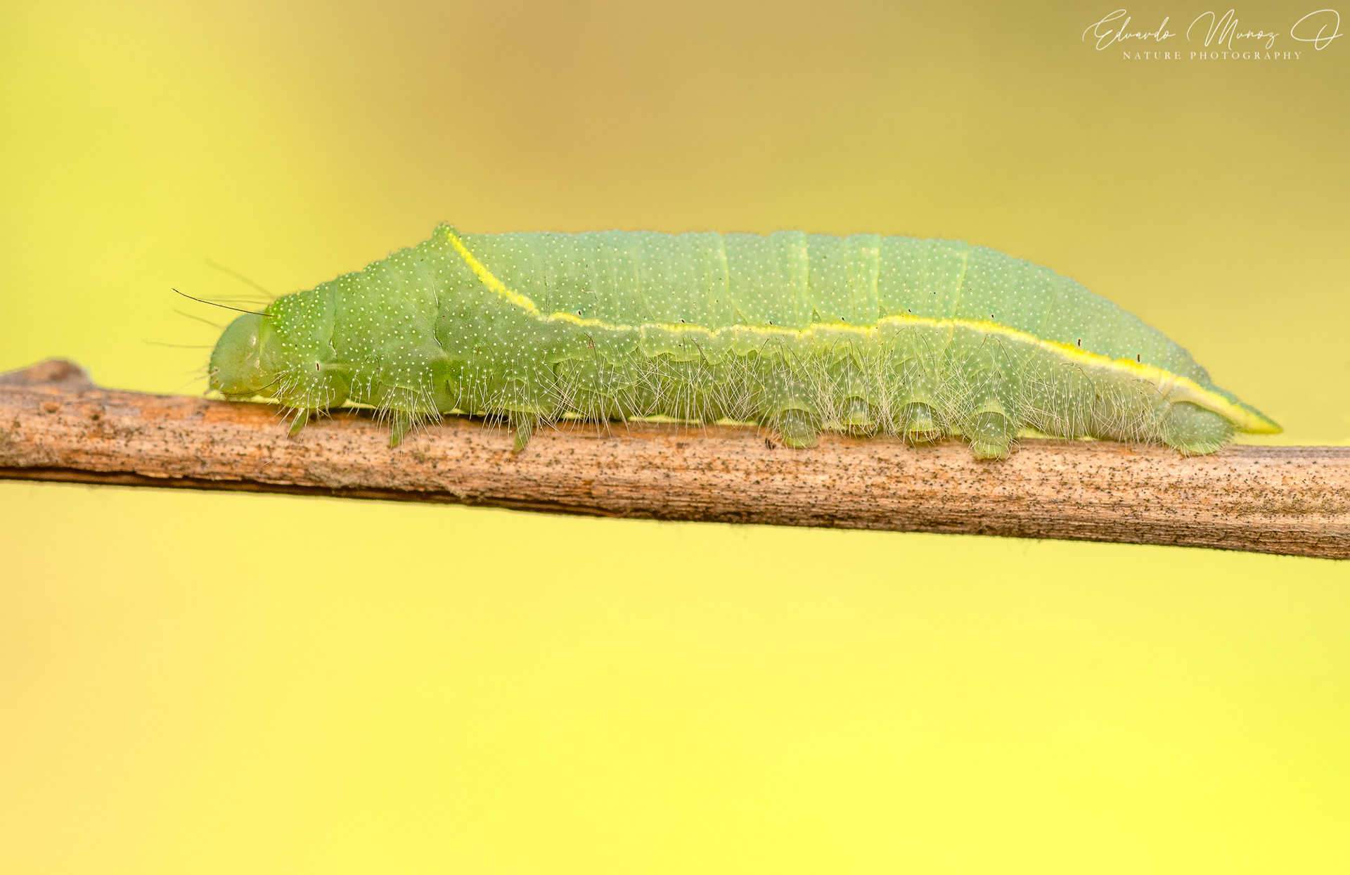 Oruga verde - Cercophana venusta 3