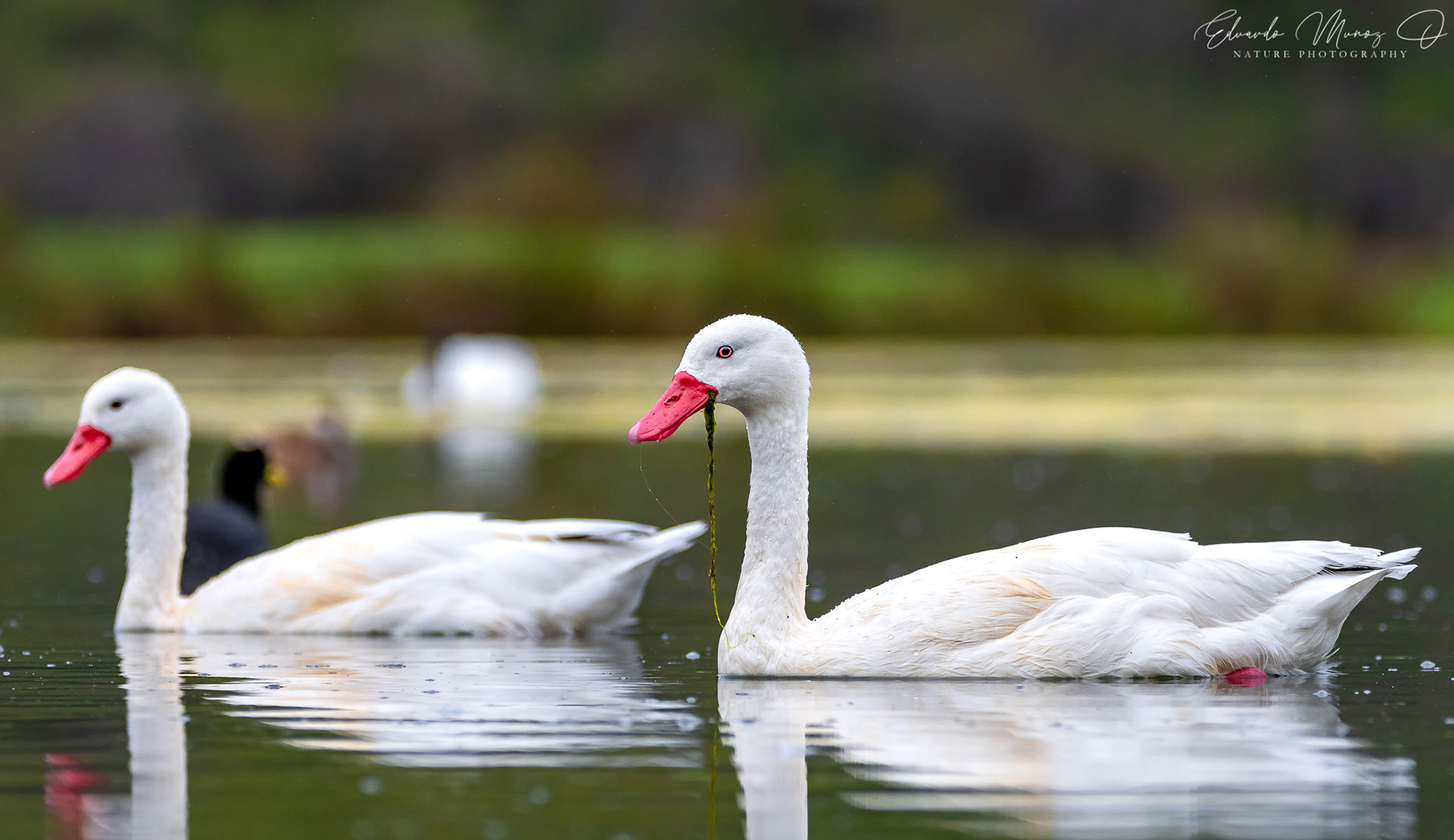 Cisne coscoroba - Coscoroba coscoroba