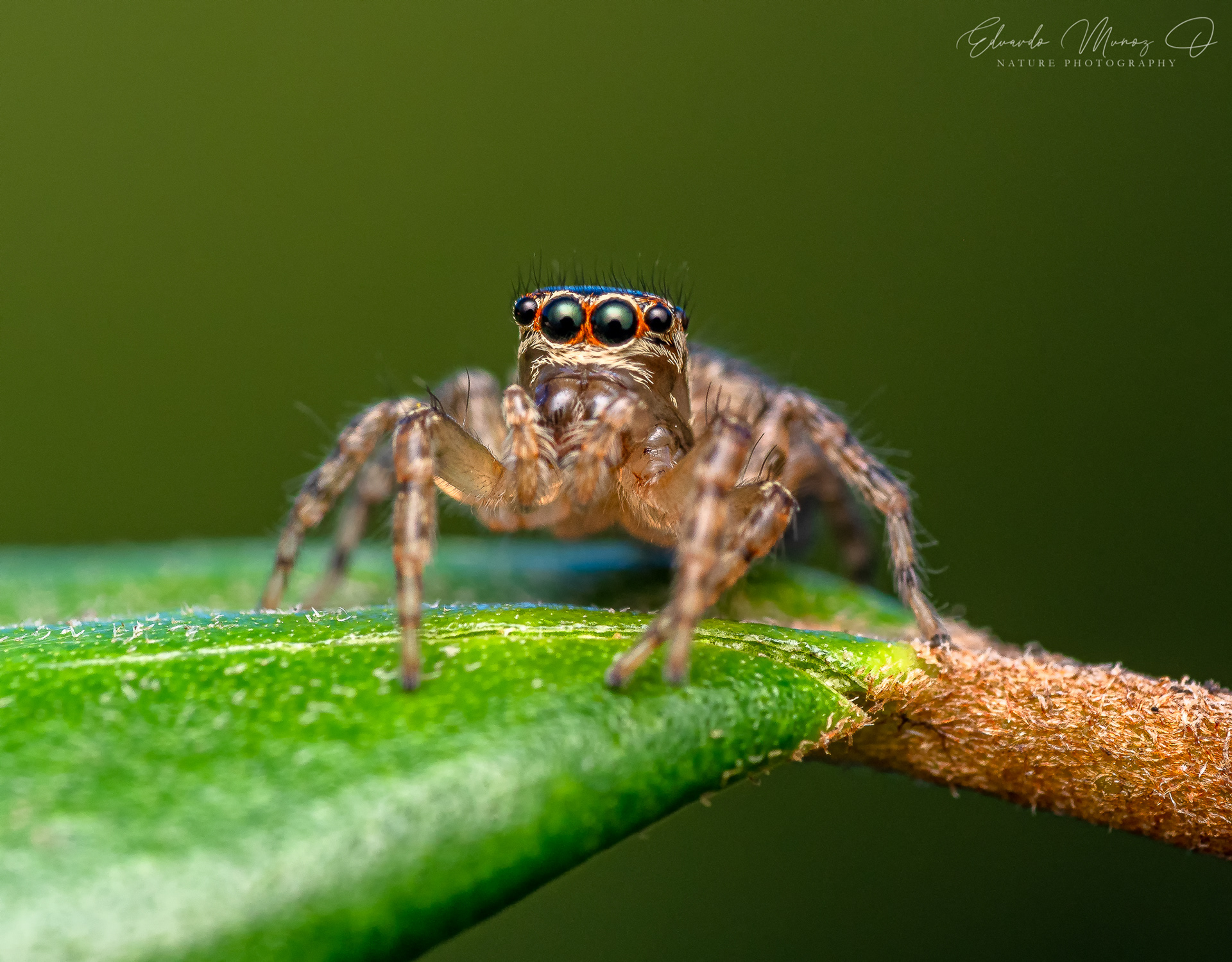 Araña saltarina 1
