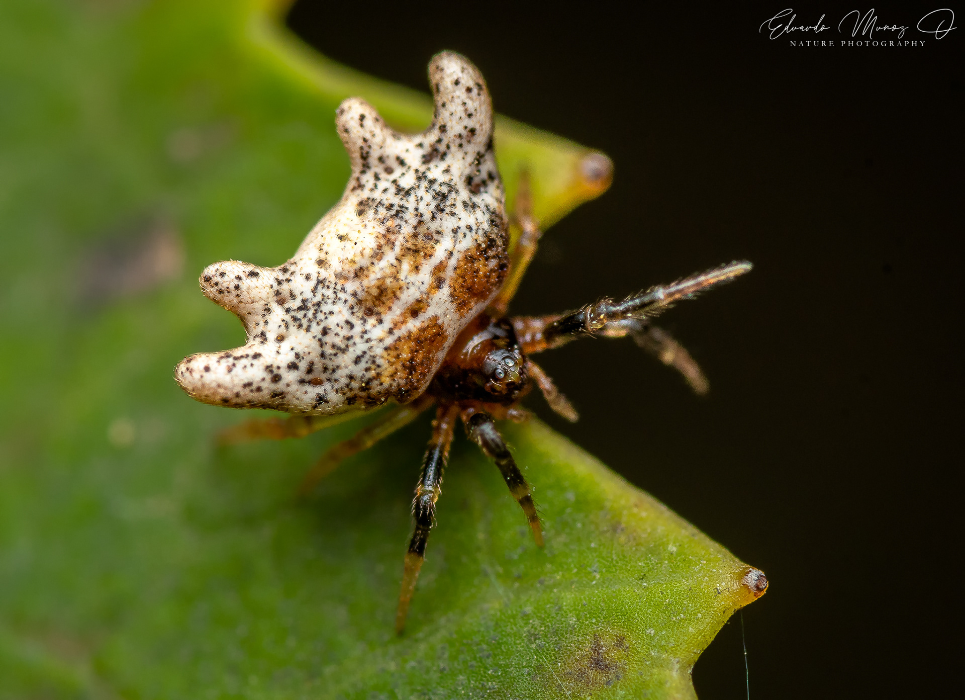Araña nativa - Phoroncidia sp. 2