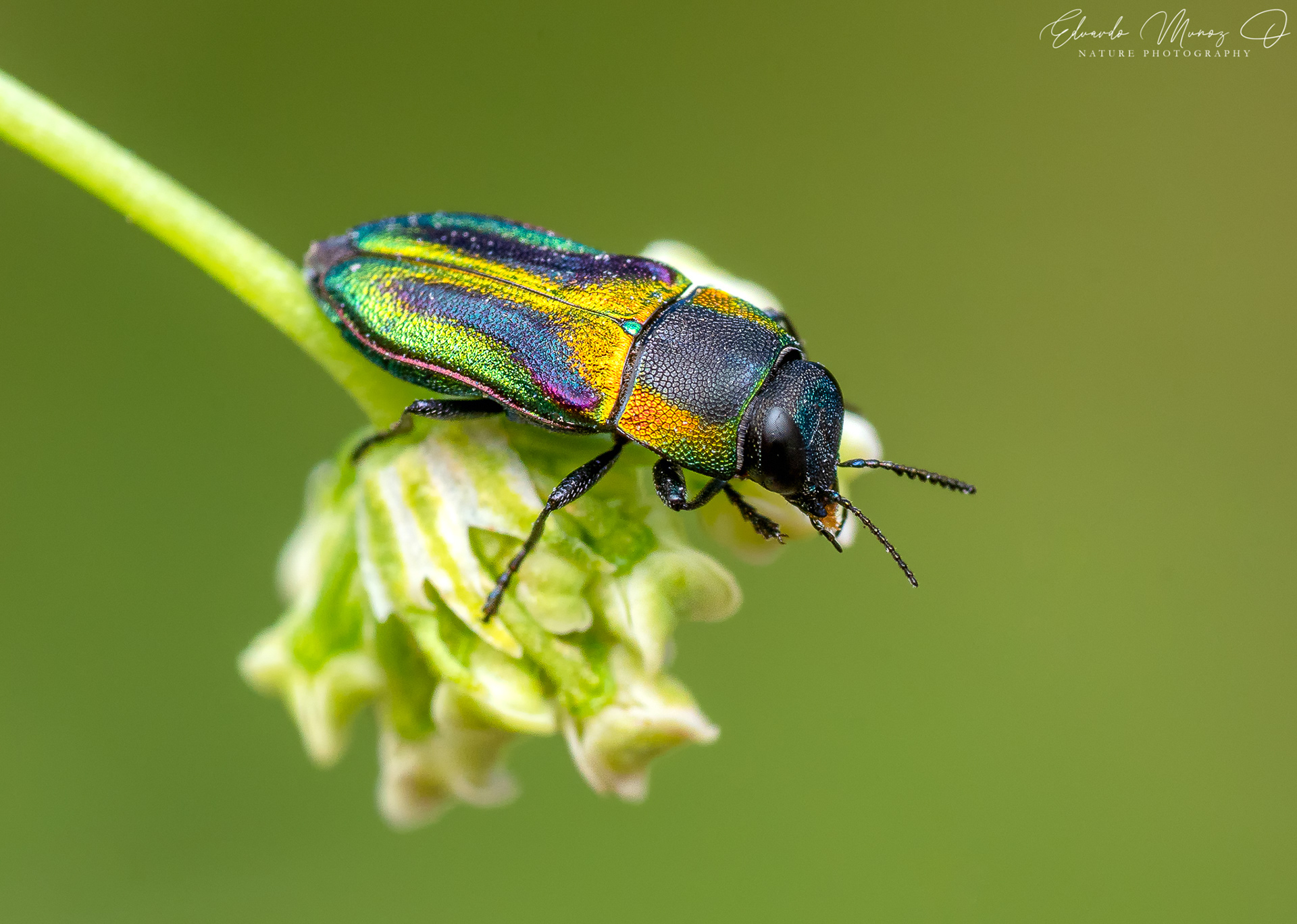Escarabajo joya - Bilyaxia obscurata 3