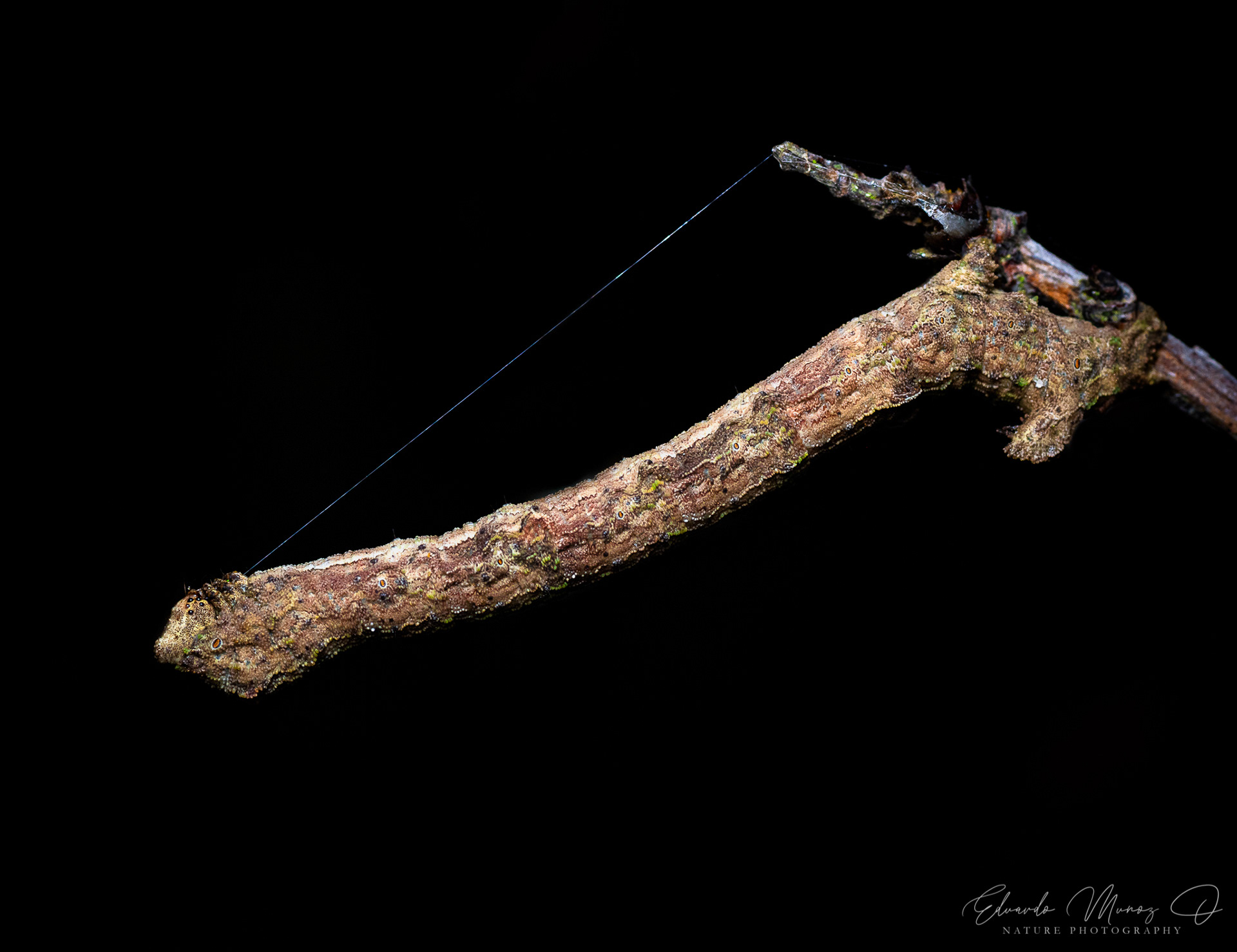 Larva geometridae